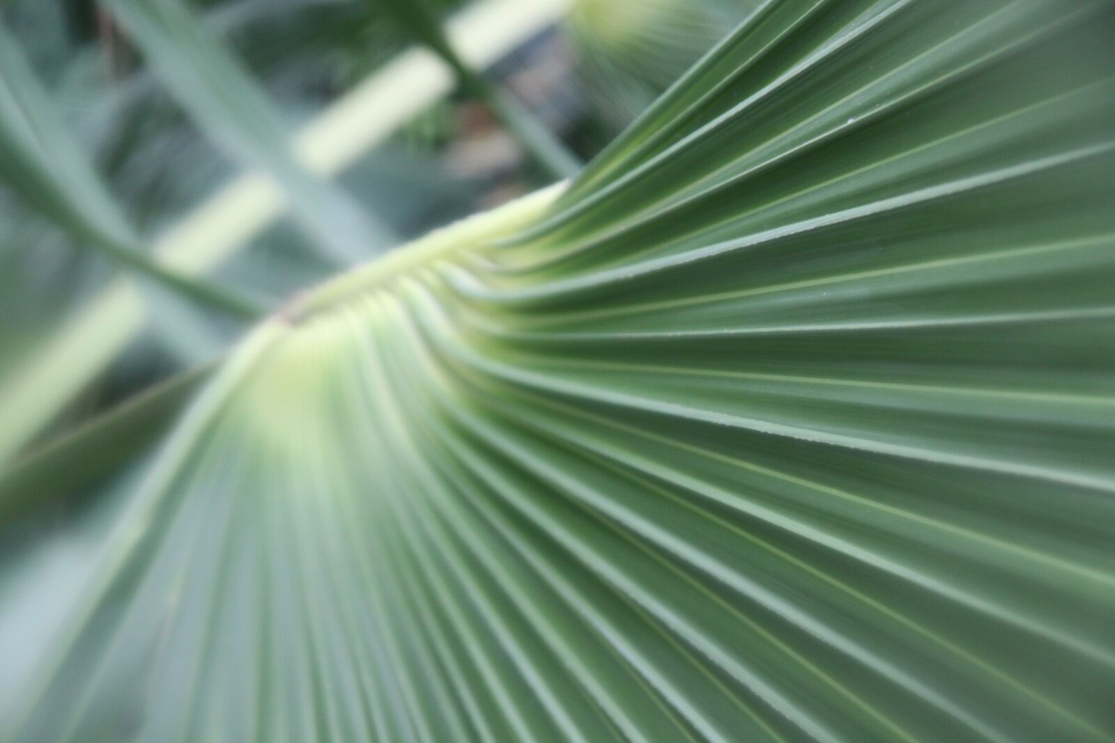 Canon EOS 50D sample photo. Green, plant, palm leaf photography