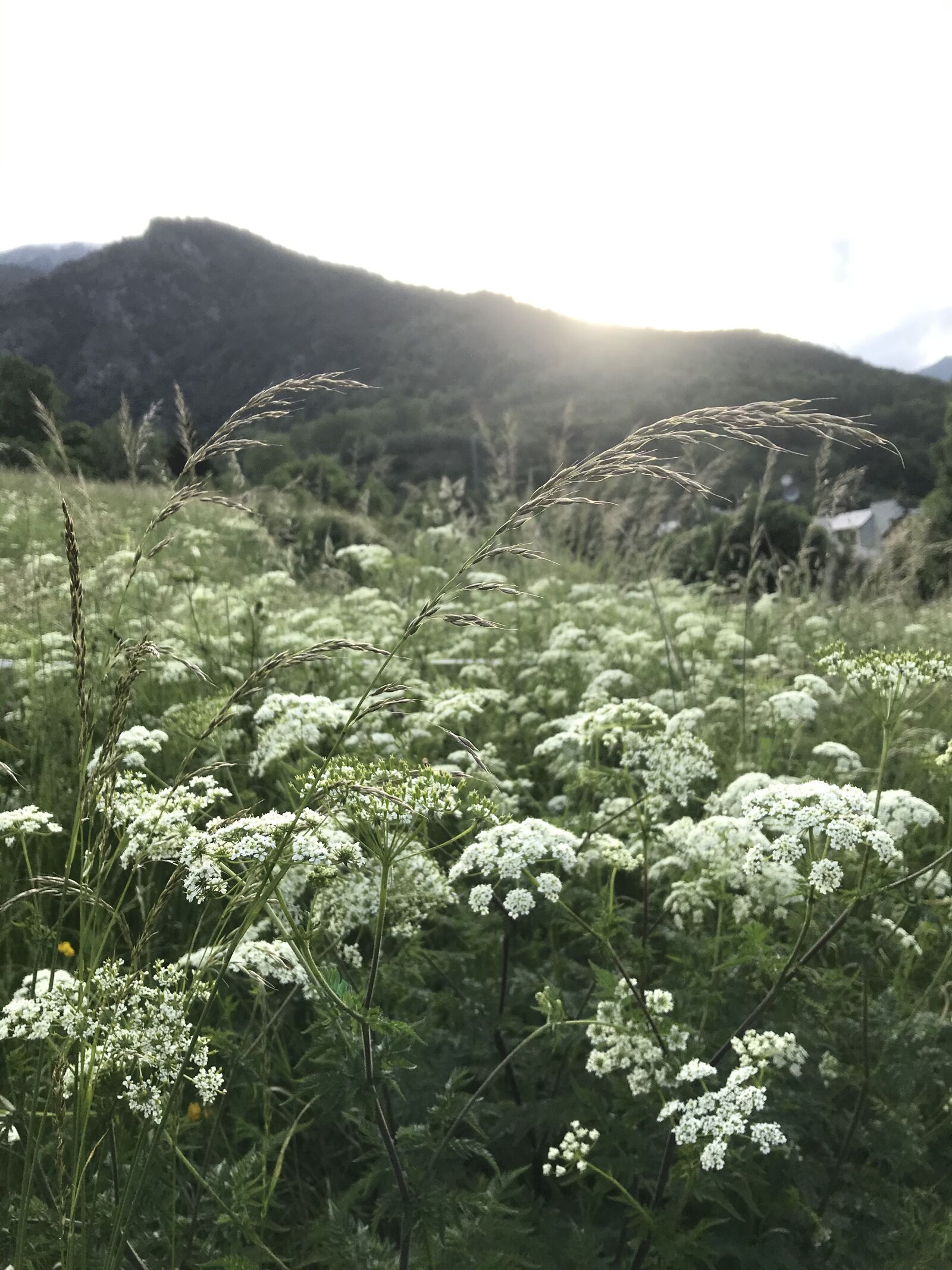 Apple iPad Pro (12.9-inch) (2nd generation) sample photo. Mount, mountain, flora photography