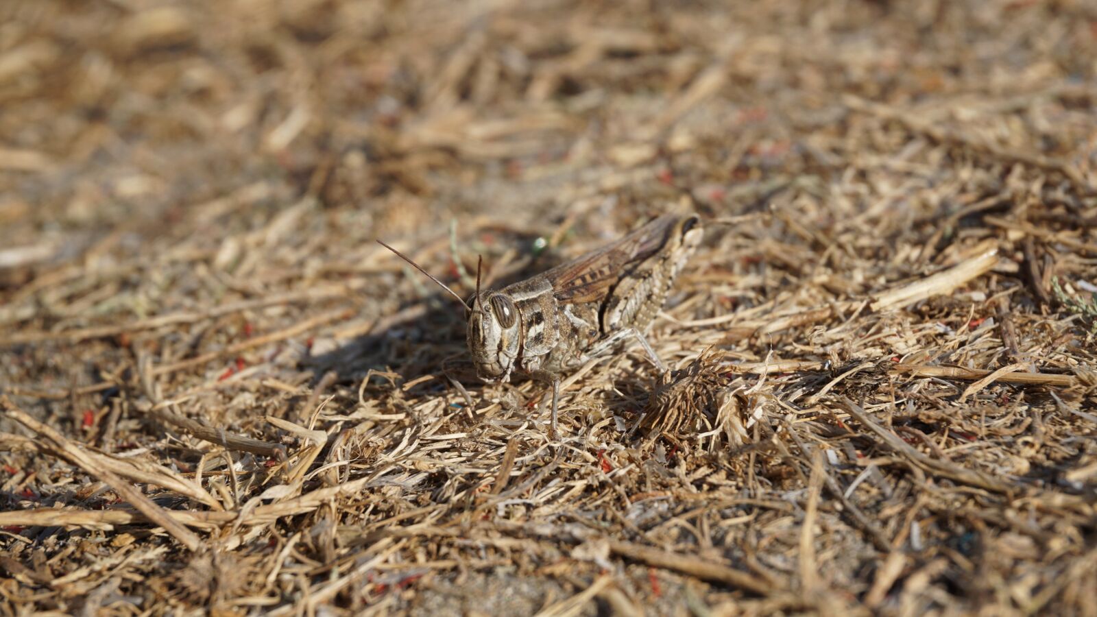 Sony E 16-50mm F3.5-5.6 PZ OSS sample photo. Grasshopper, insect, animal photography