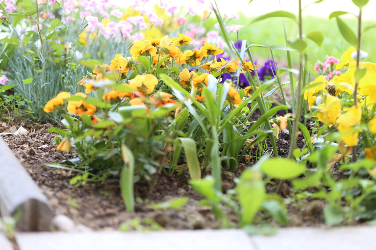 Canon EF 70-200mm F2.8L IS III USM sample photo. Flowers, garden, life photography