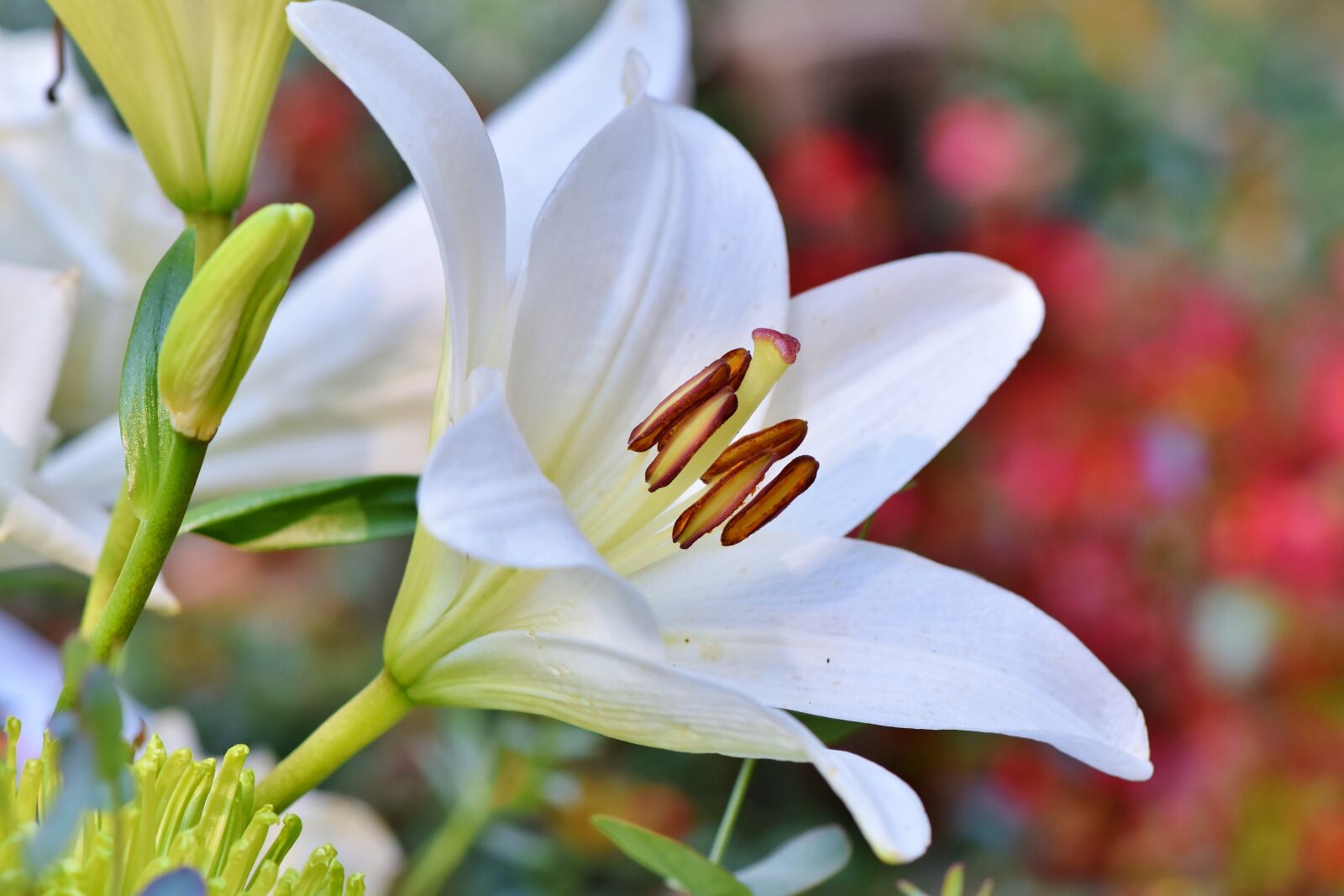 Nikon D7200 sample photo. Lily, blossom, bloom photography