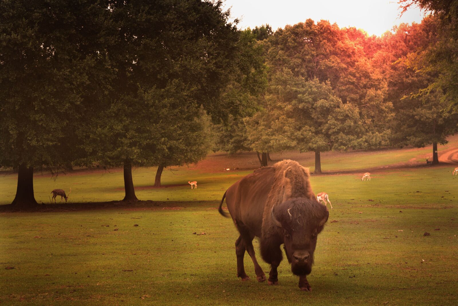 Nikon D3300 sample photo. Texas, meadows, buffalo photography