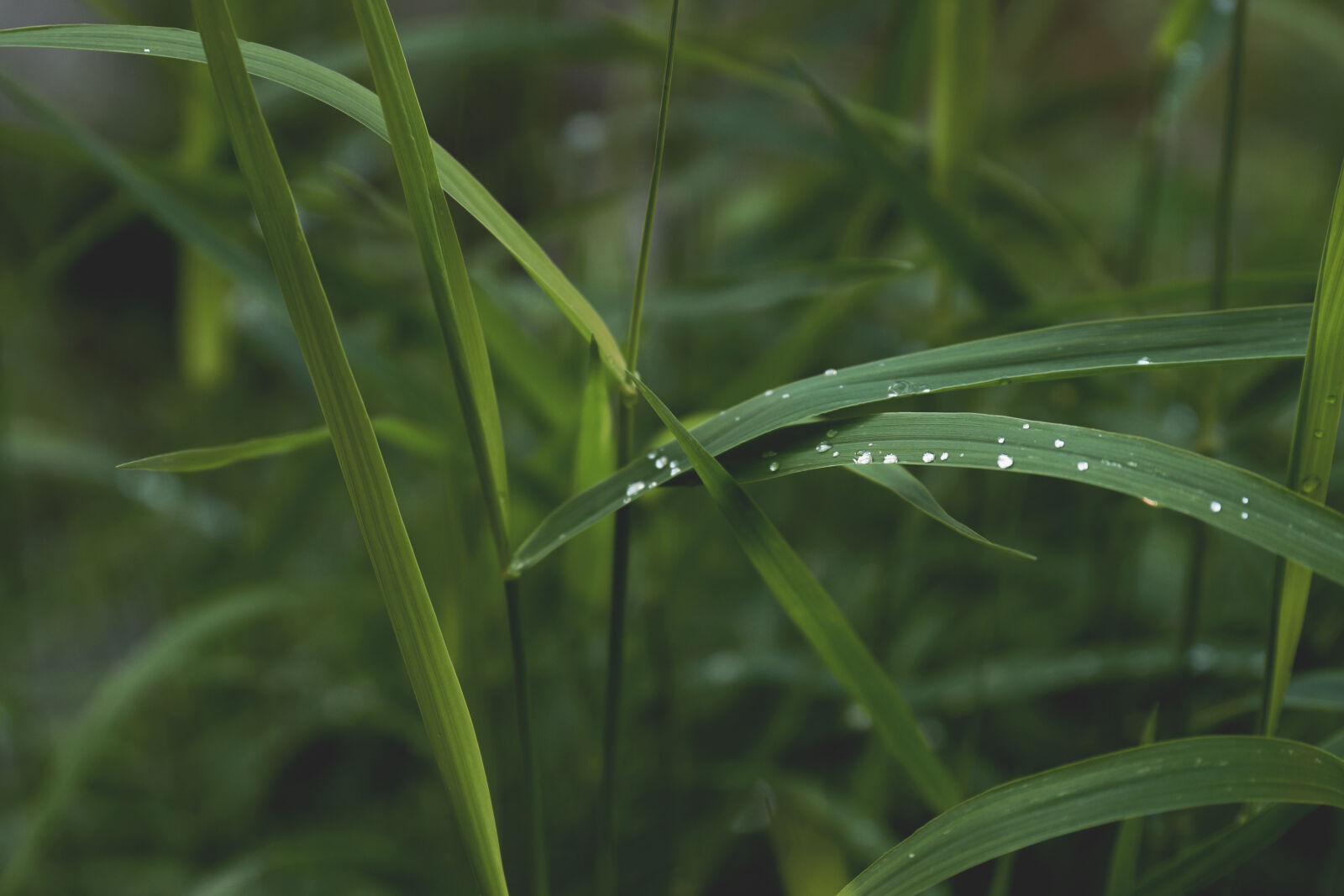 24-70mm F2.8-2.8 SSM sample photo. Drops, grass, green, meadow photography