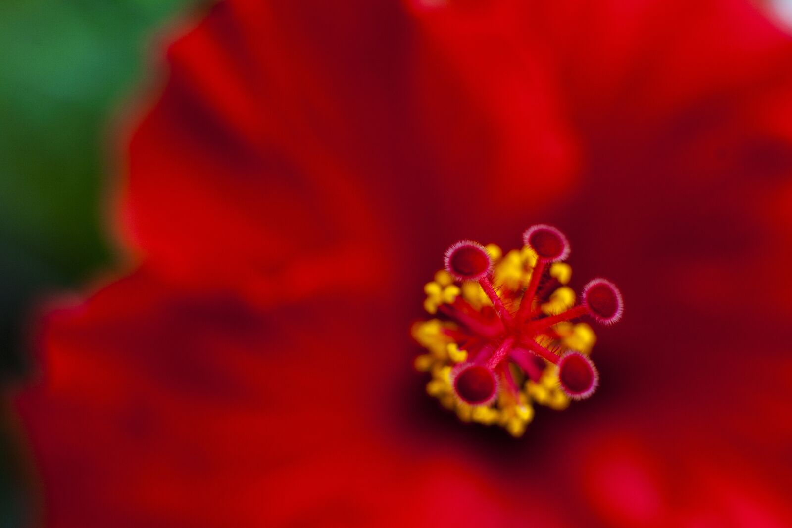 Canon EOS 5D Mark II sample photo. Hibiscus, flower, floral photography