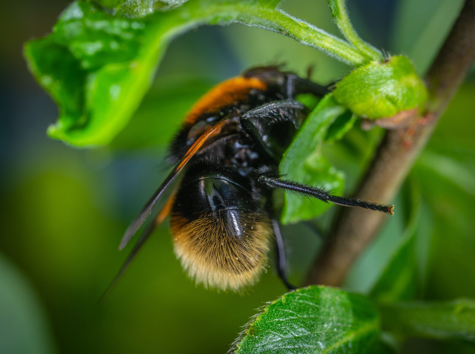 #124 65/2.8 sample photo. Insect, fly, macro photography