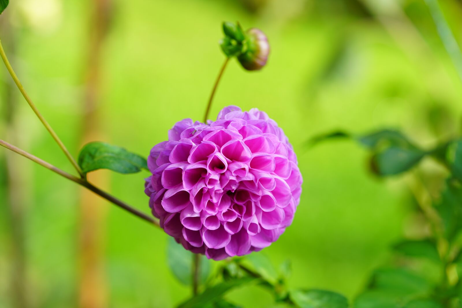 Sony a7R II + Sony FE 90mm F2.8 Macro G OSS sample photo. Pompon dahlia, dahlia, blossom photography