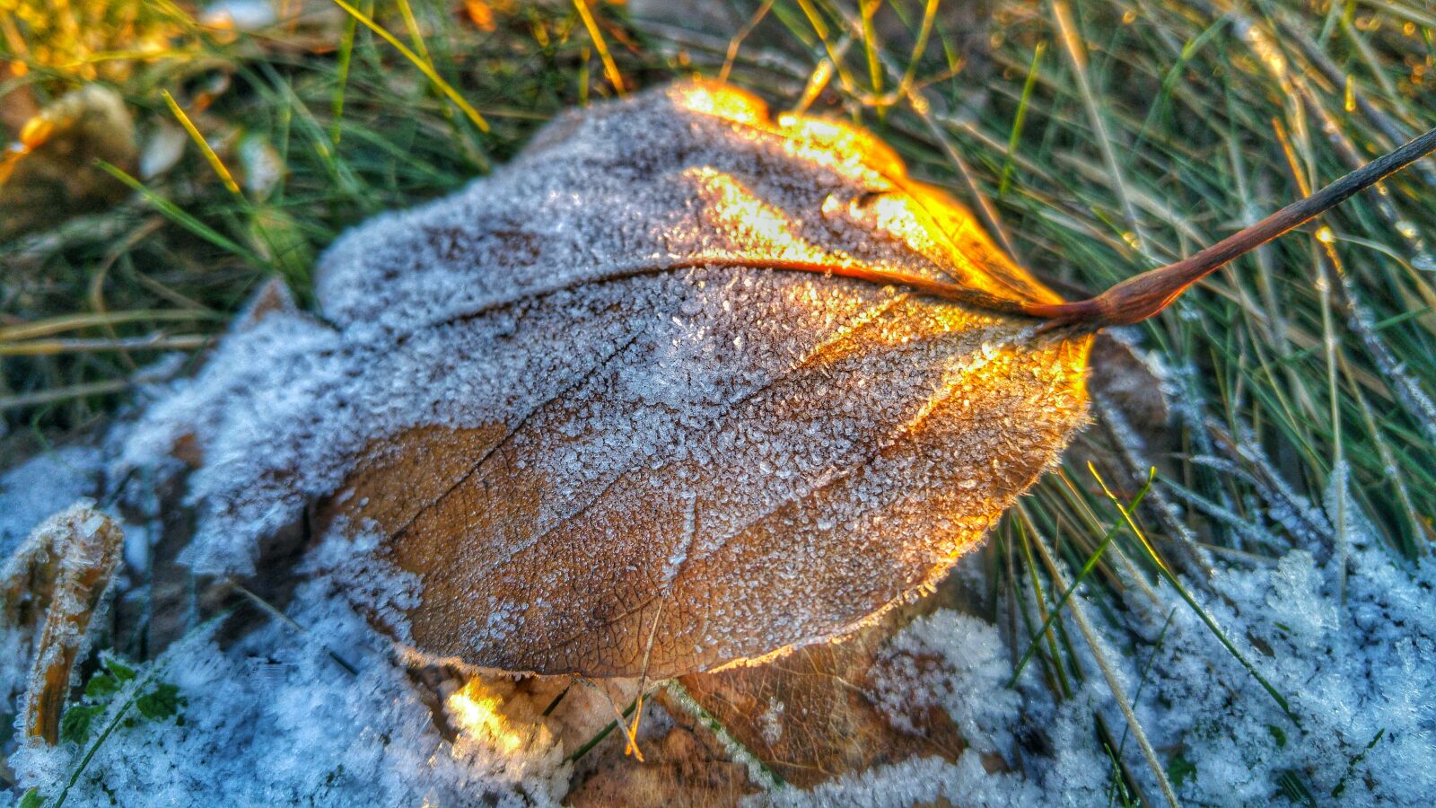 LG G4 sample photo