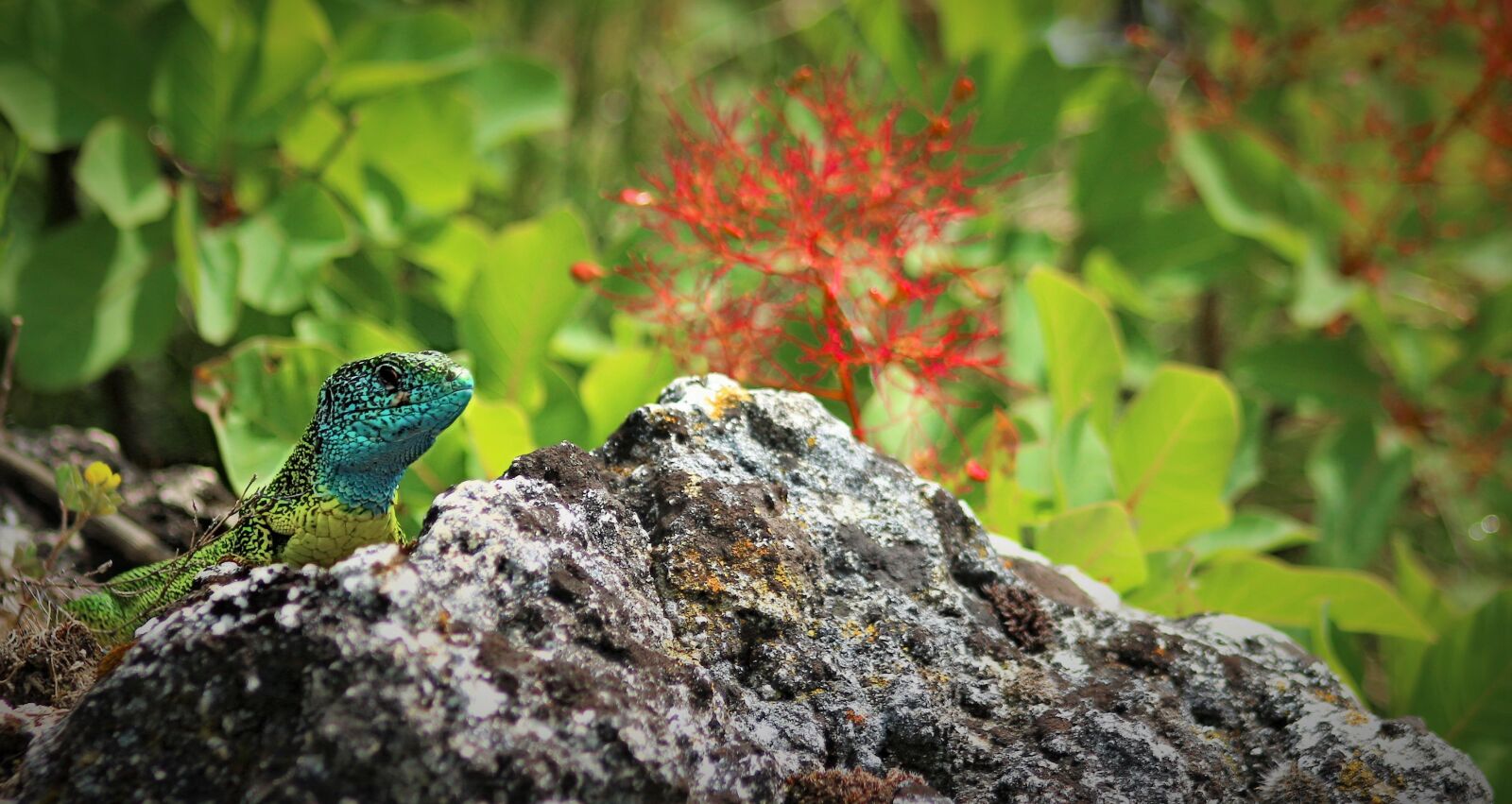 Canon EF75-300mm f/4-5.6 sample photo. Summer, lizard, nature photography