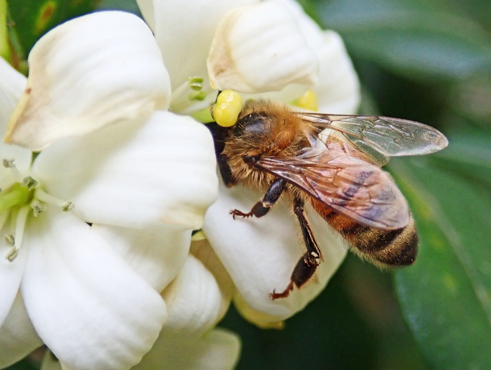 Olympus TG-5 sample photo. Bee, insect, pollen photography
