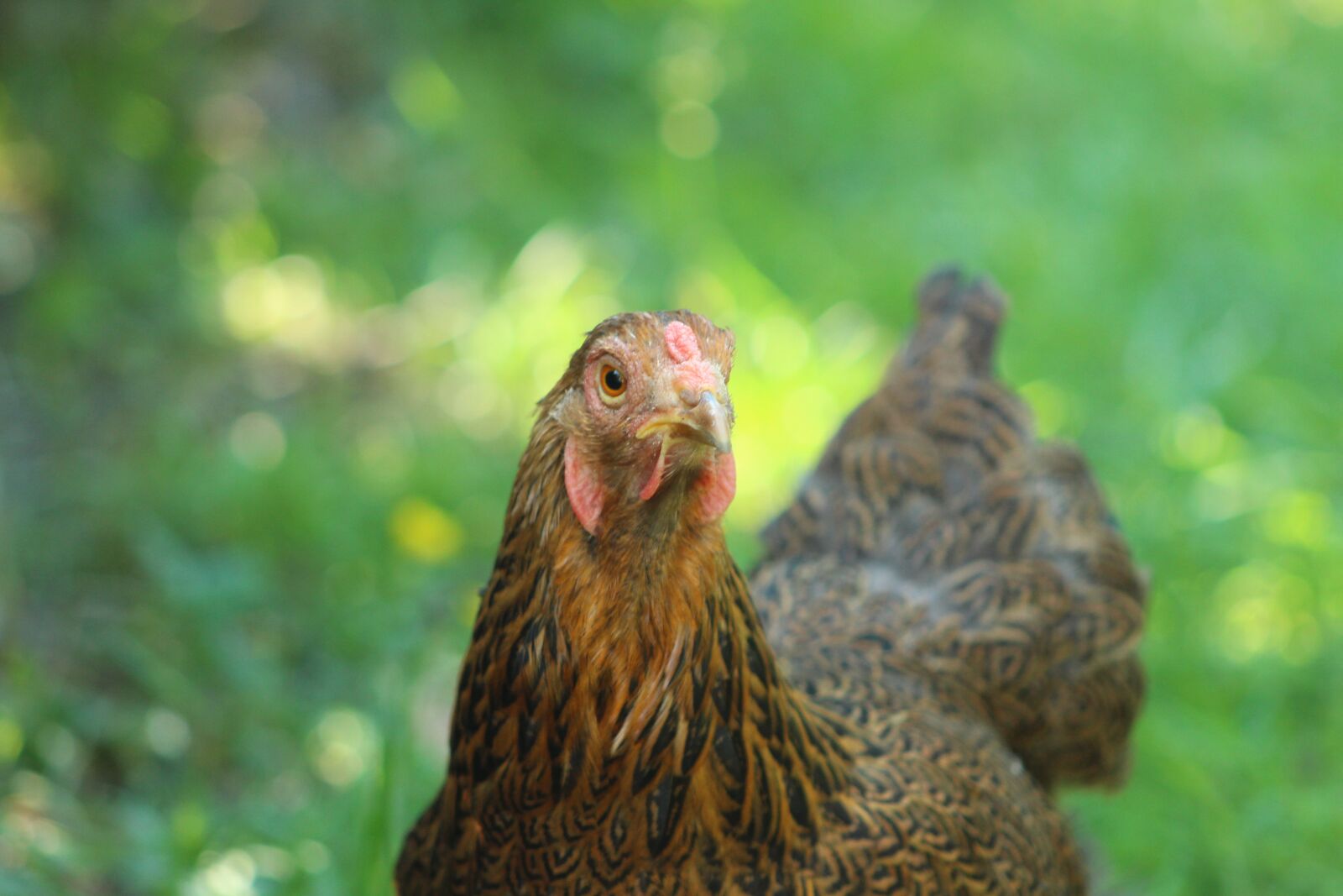 Canon EF75-300mm f/4-5.6 sample photo. Chicken, nature, animal photography