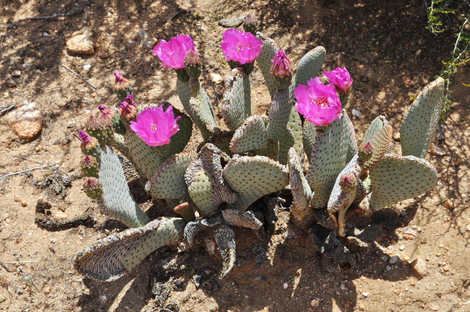 Nikon D5000 sample photo. Cacti, cactus, desert photography