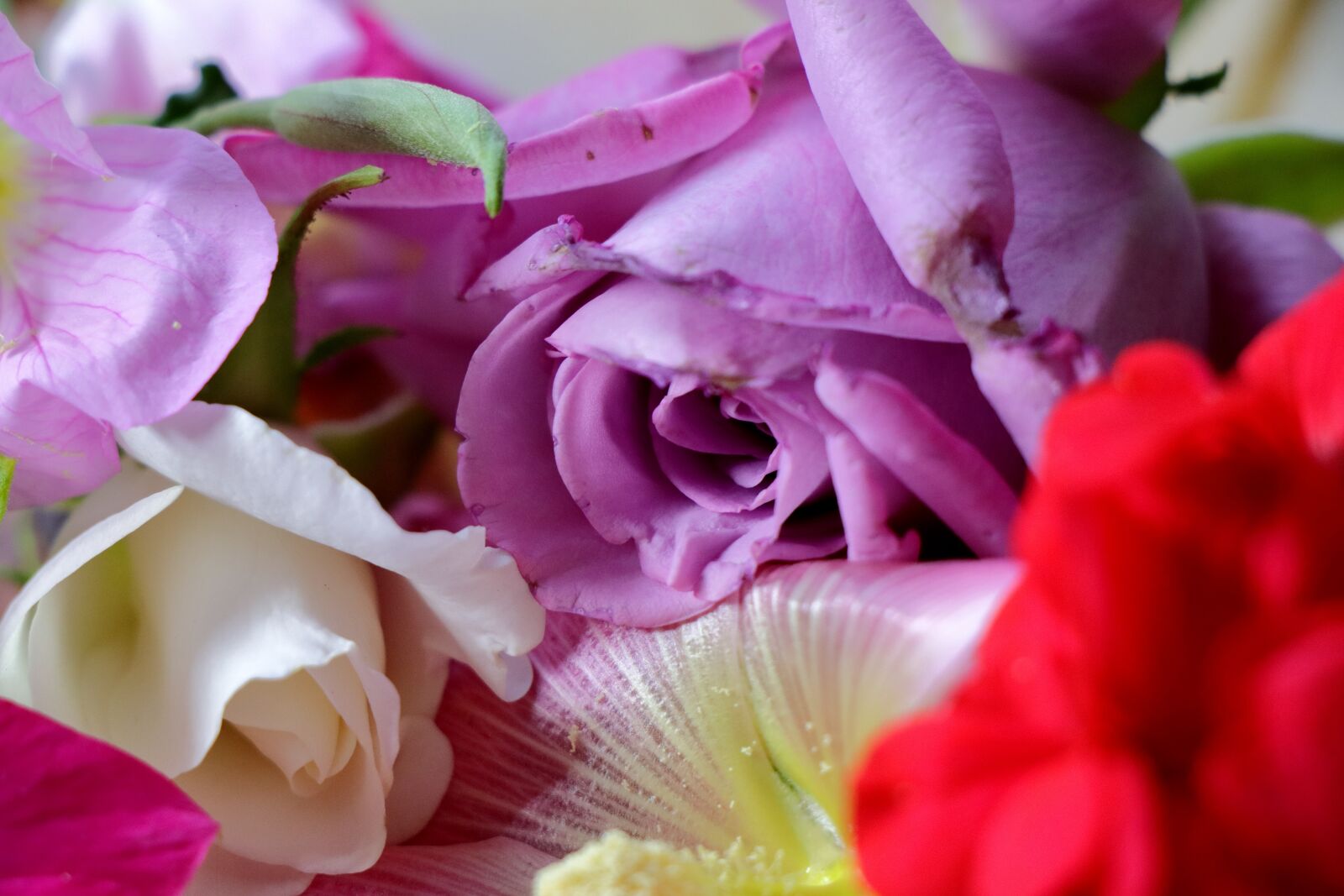 Canon EF-S 18-135mm F3.5-5.6 IS USM sample photo. Flowers, colors, nature photography
