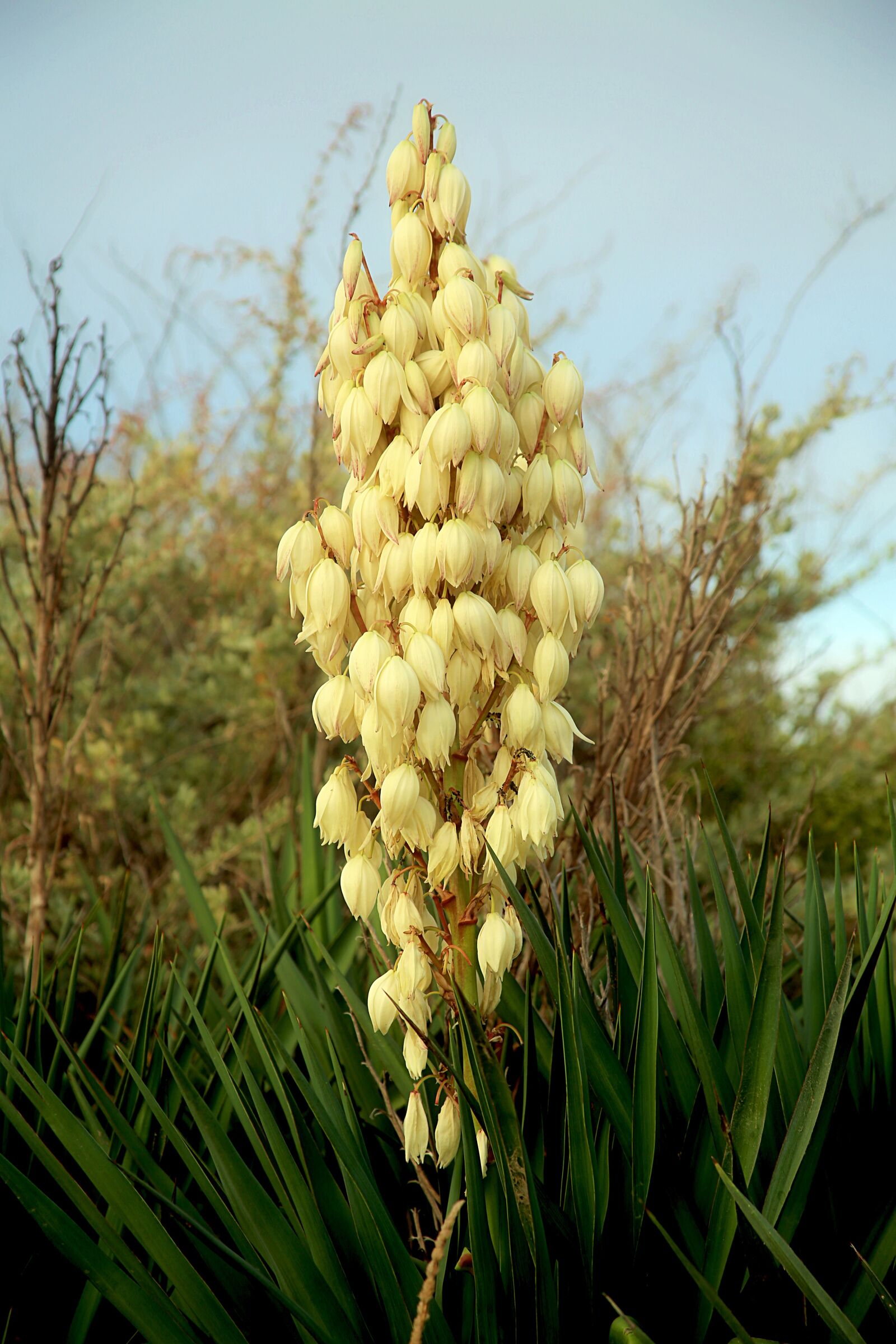 Canon EOS 5D Mark III sample photo. Flower, white, bell photography