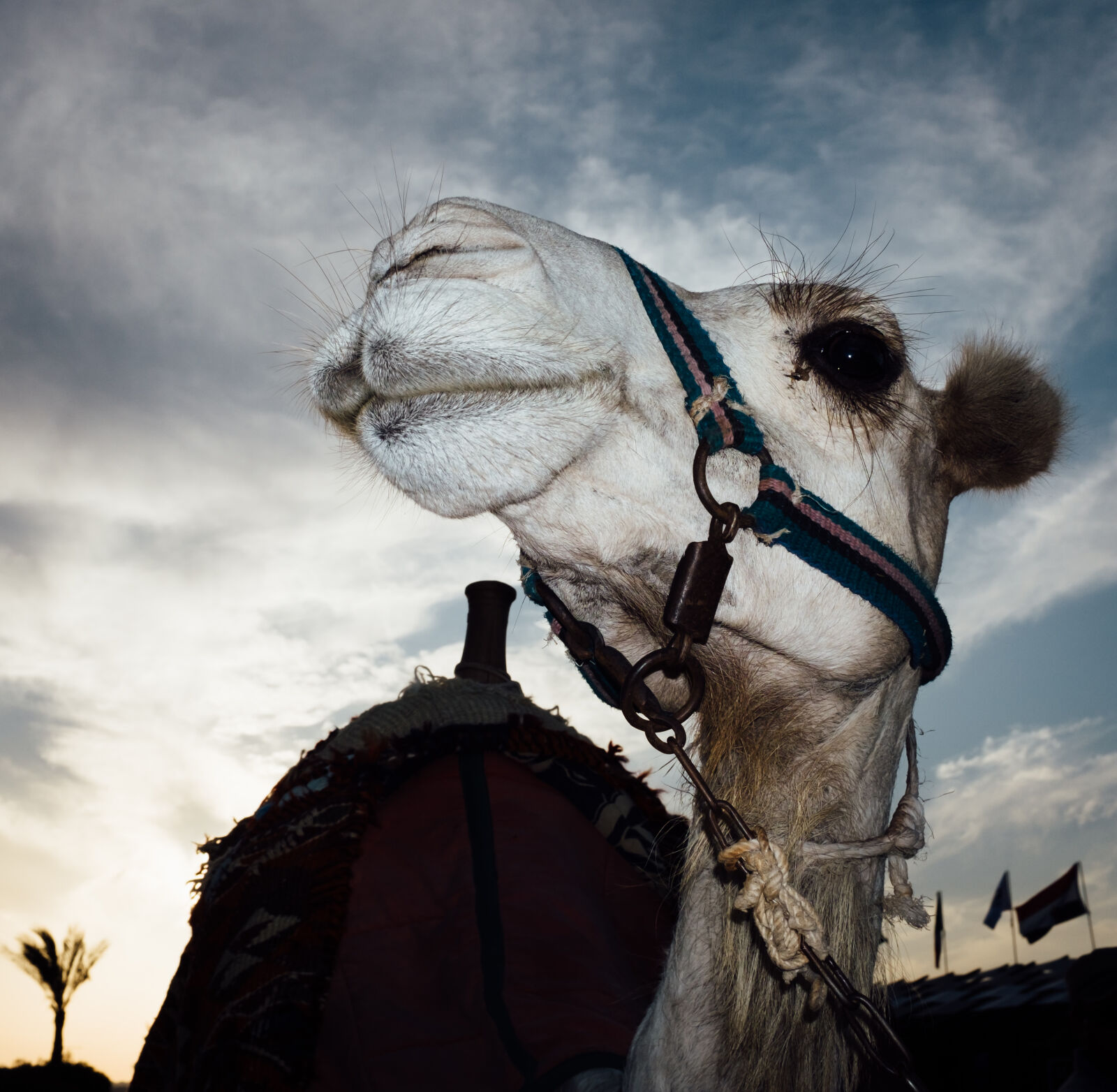 Fujifilm X100T sample photo. Dromedary photography