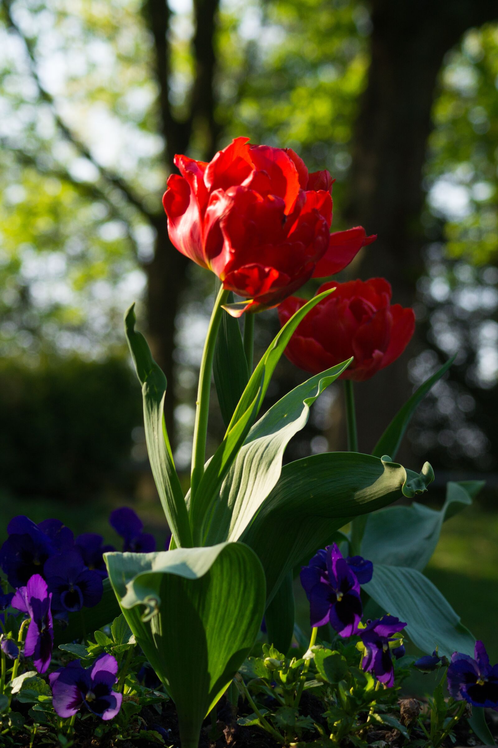 Sony SLT-A58 + Sony DT 55-200mm F4-5.6 SAM sample photo. Tulip, flower, red photography