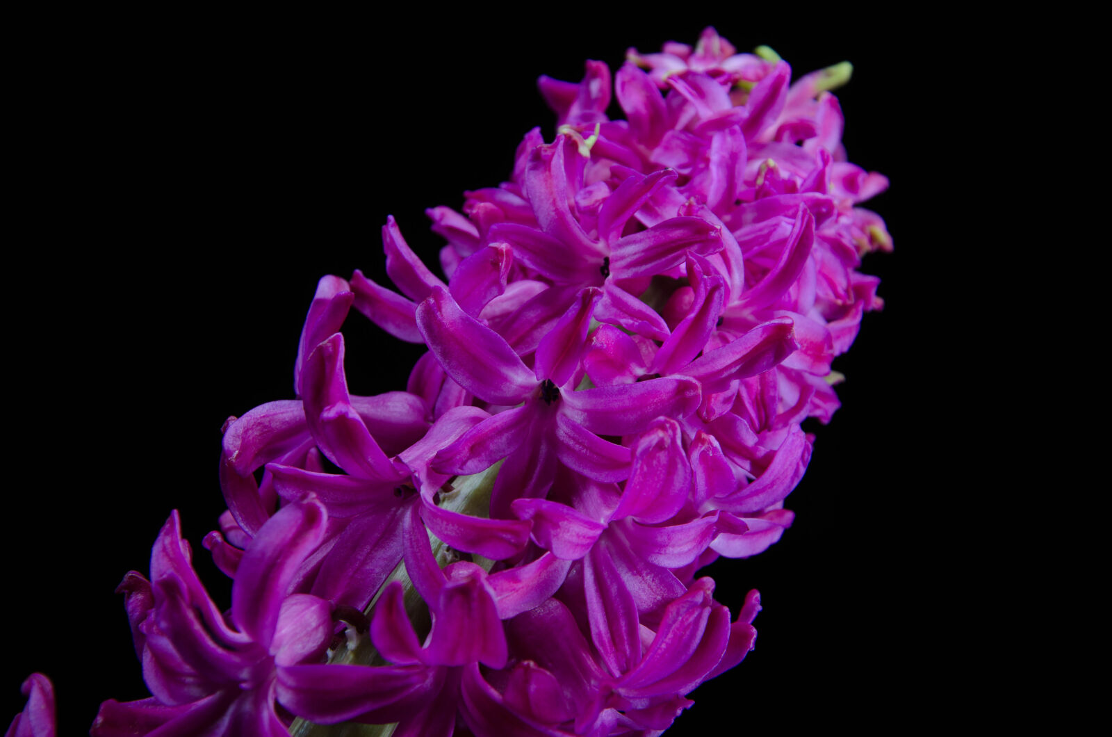 Nikon D5100 sample photo