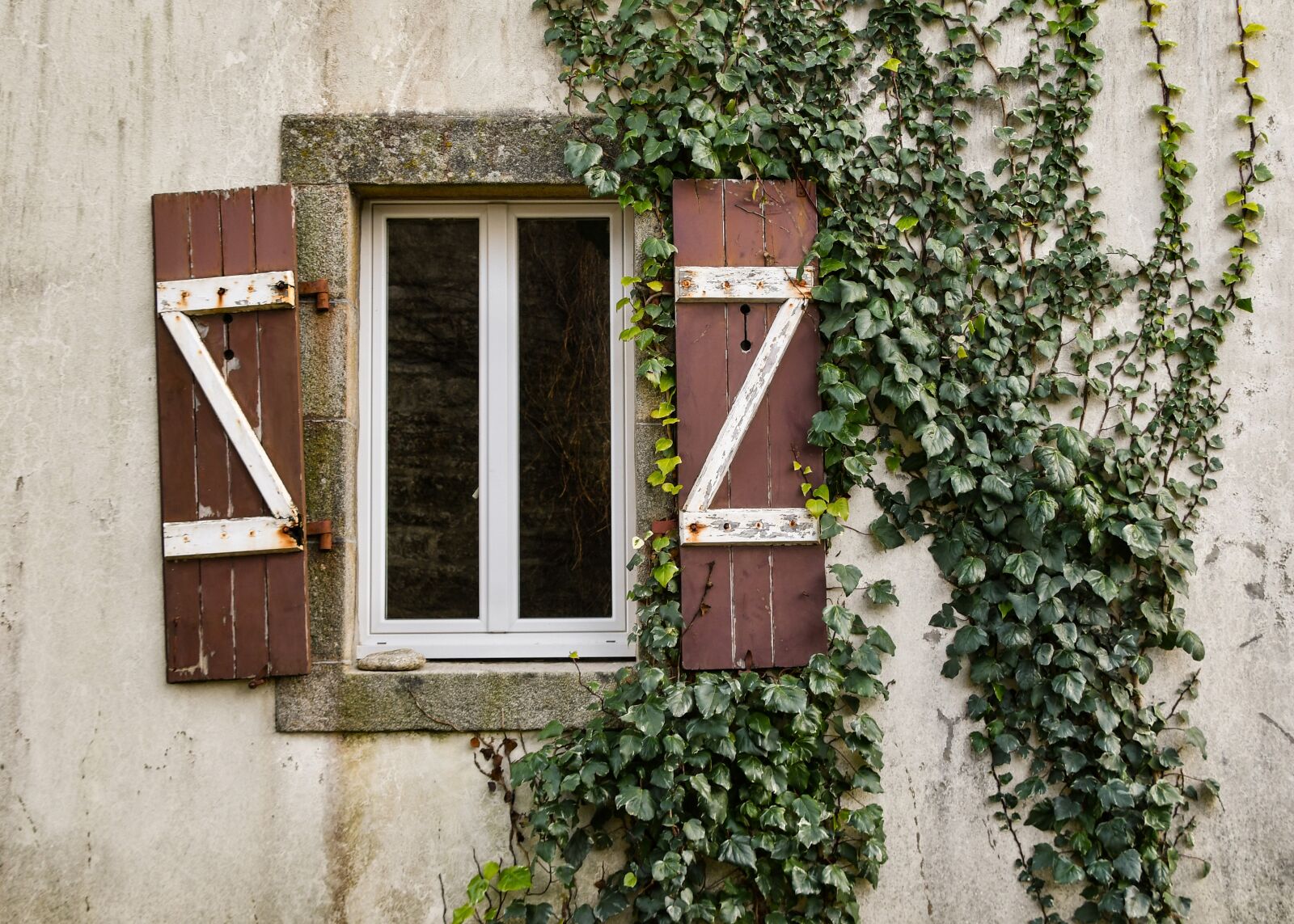 Nikon D500 sample photo. Window, pane, ivy photography