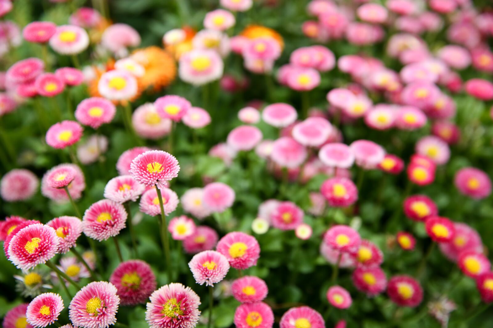Canon EF 24-70mm F2.8L II USM sample photo. Flowers, pink, yellow photography