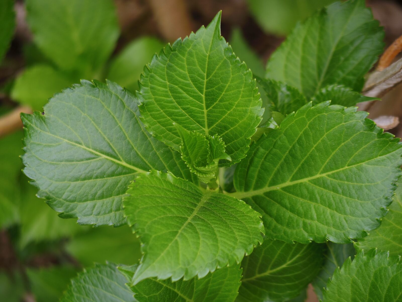 Pentax Q-S1 sample photo. Hydrangea, hydrangeas leaves, fresh photography
