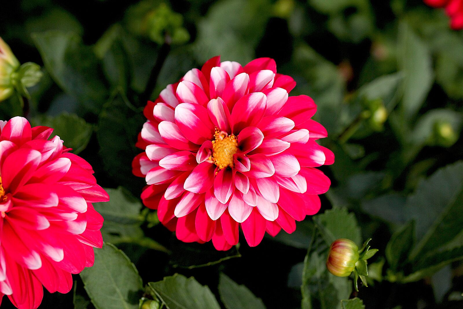 Canon EOS 5D Mark II sample photo. Flower, georgia, garden photography