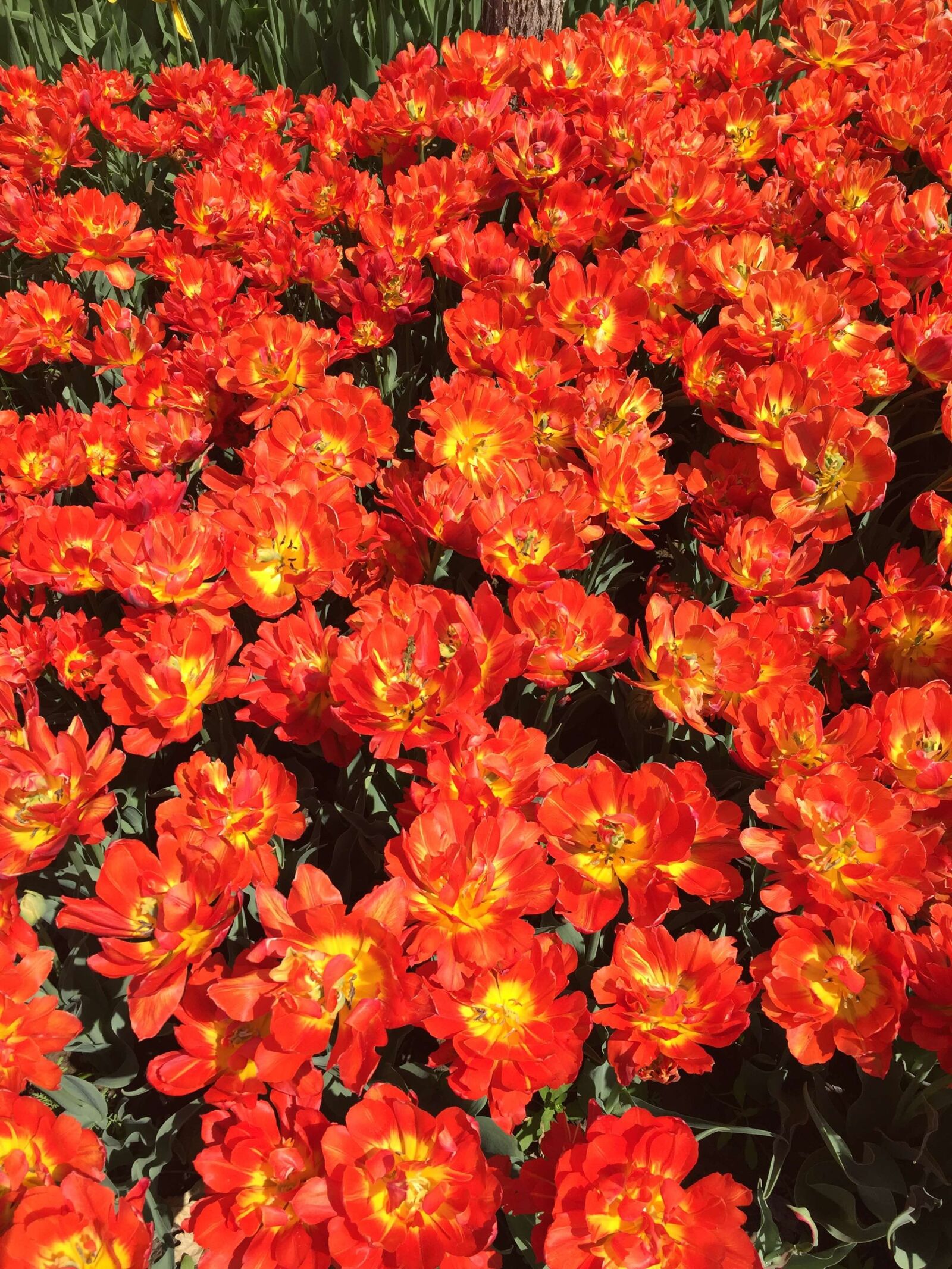 Apple iPhone 6 sample photo. Tulip, flowers, orange photography