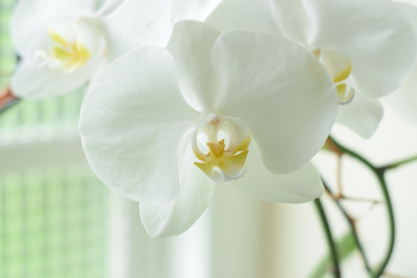 Nikon D5300 sample photo. Orchid, orchidaceae, white photography