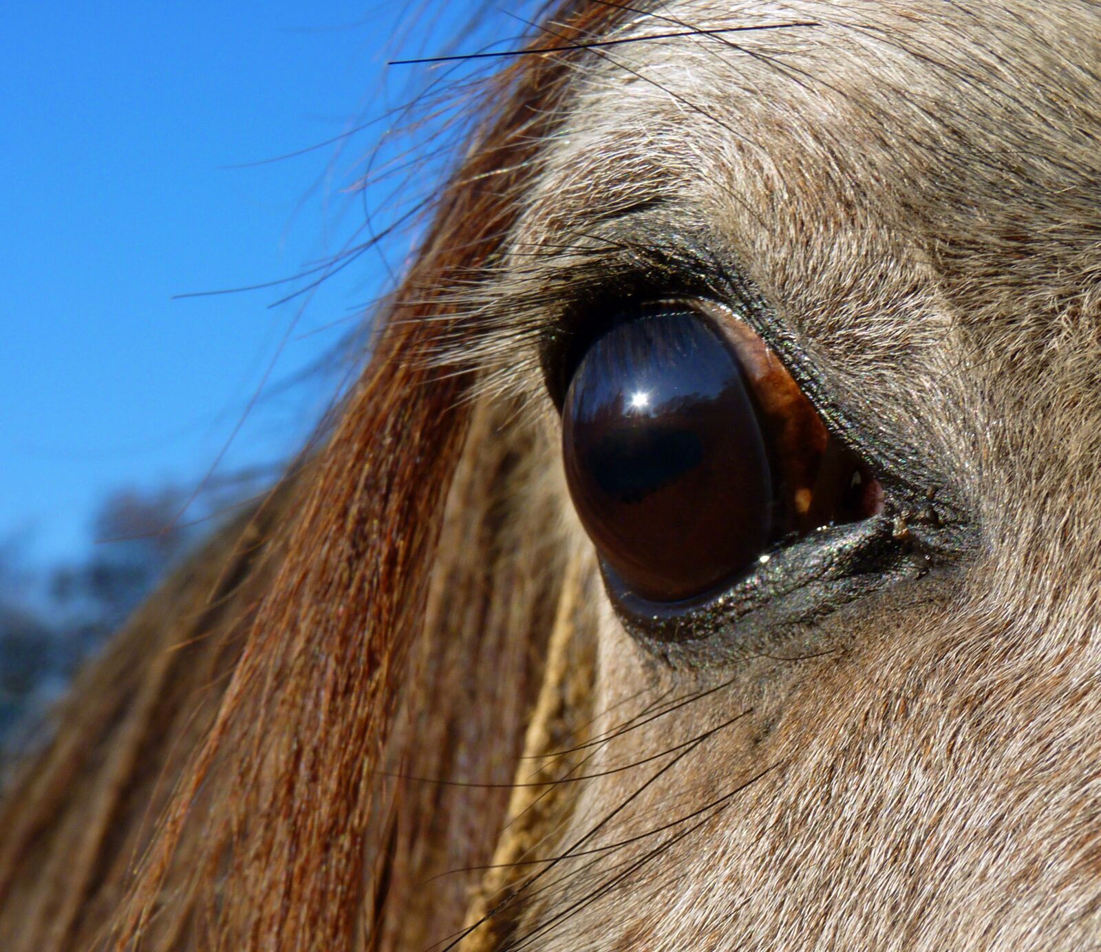 Panasonic Lumix DMC-FZ35 (Lumix DMC-FZ38) sample photo. Horse, pure arab blood photography