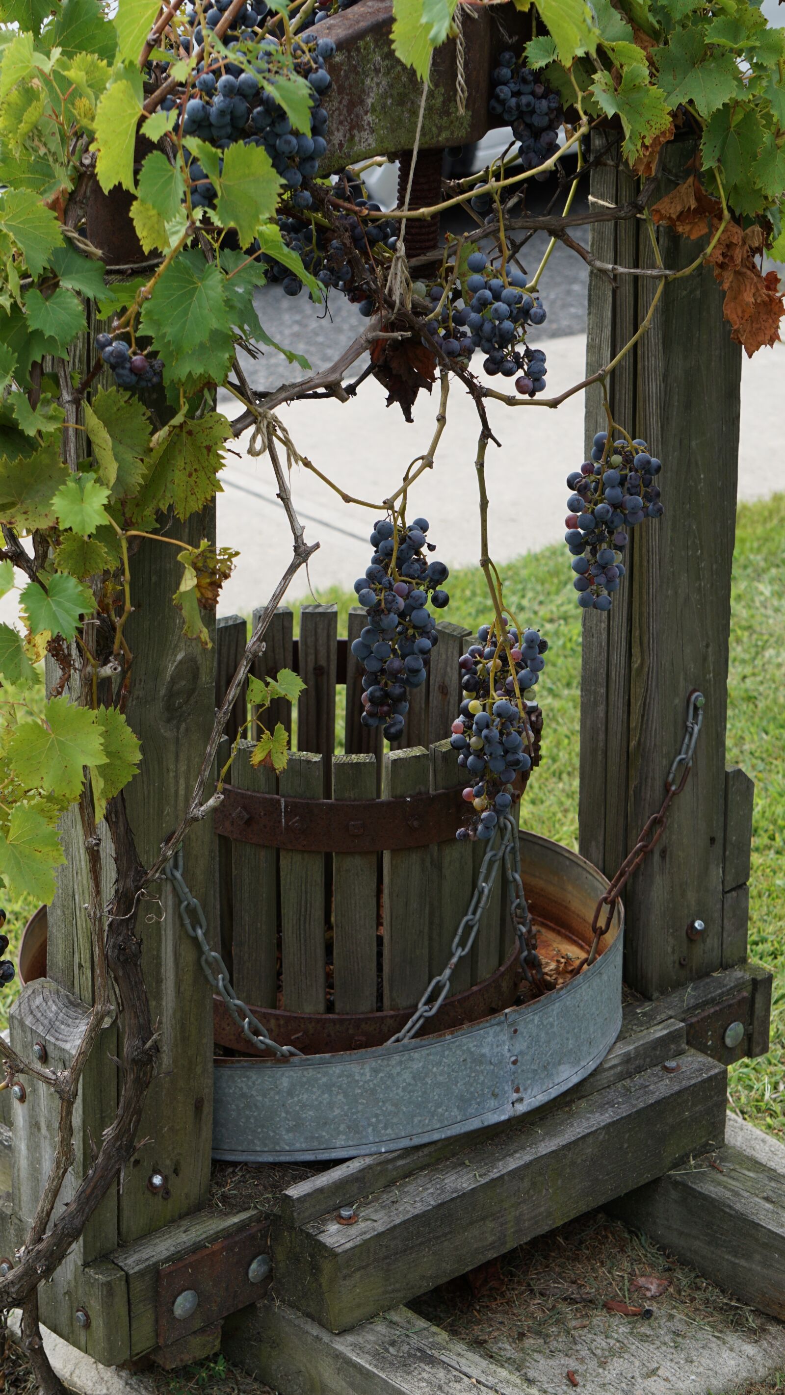 Sony a6000 sample photo. Grapes, vineyard, fruit photography
