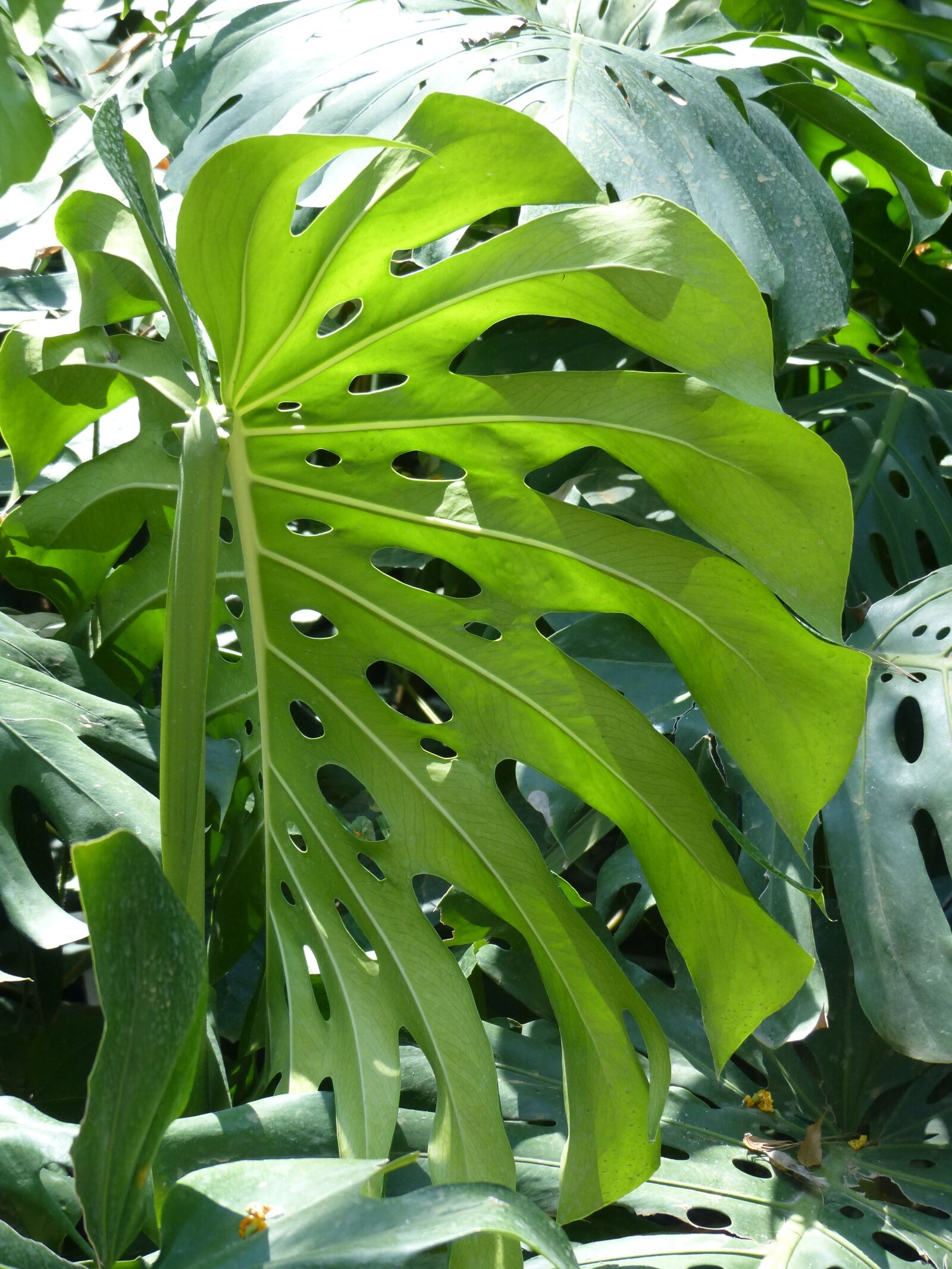 Panasonic Lumix DMC-FZ200 sample photo. Backlighting, digitate, reflection photography