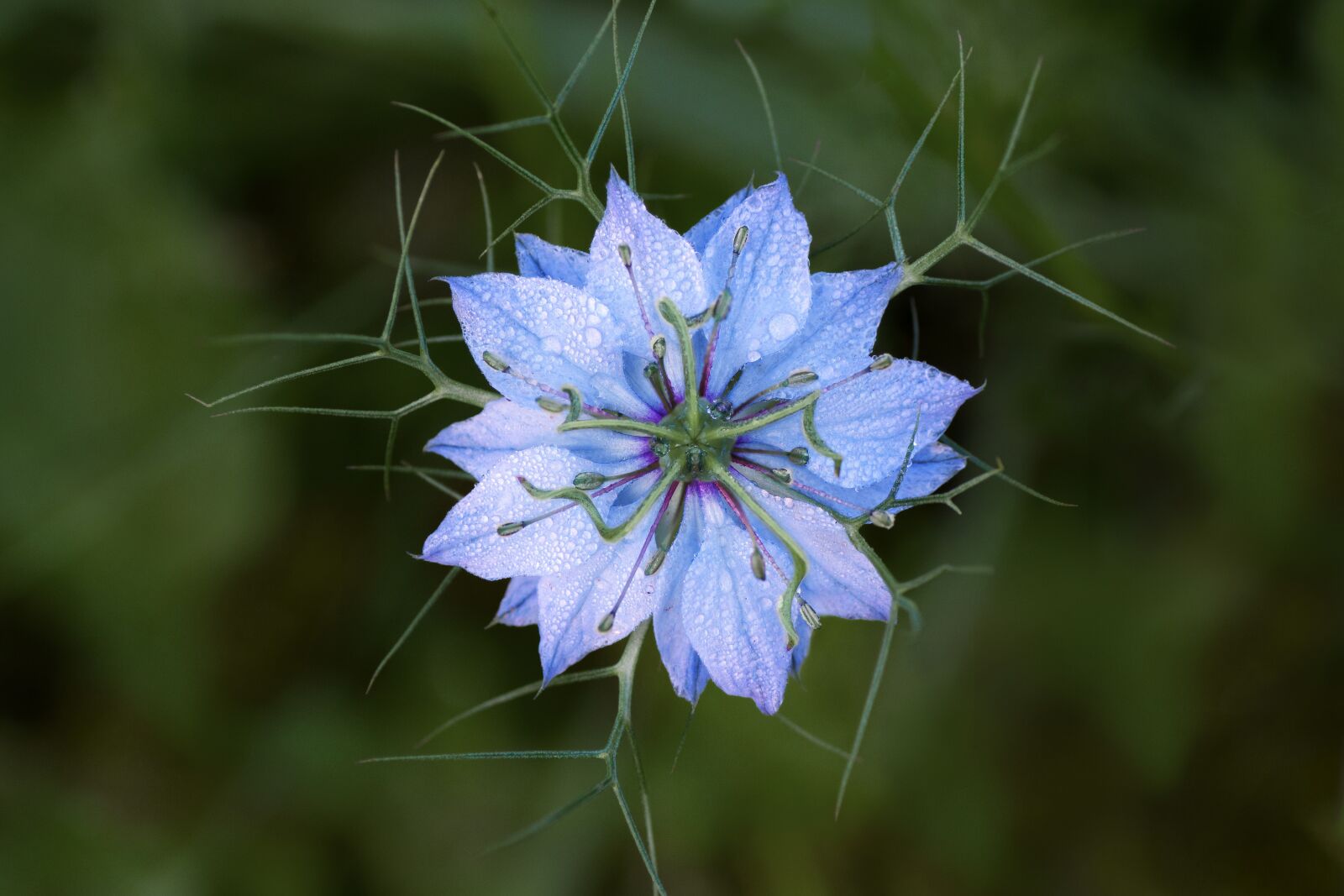 Sony SLT-A77 sample photo. Flower, close up, macro photography