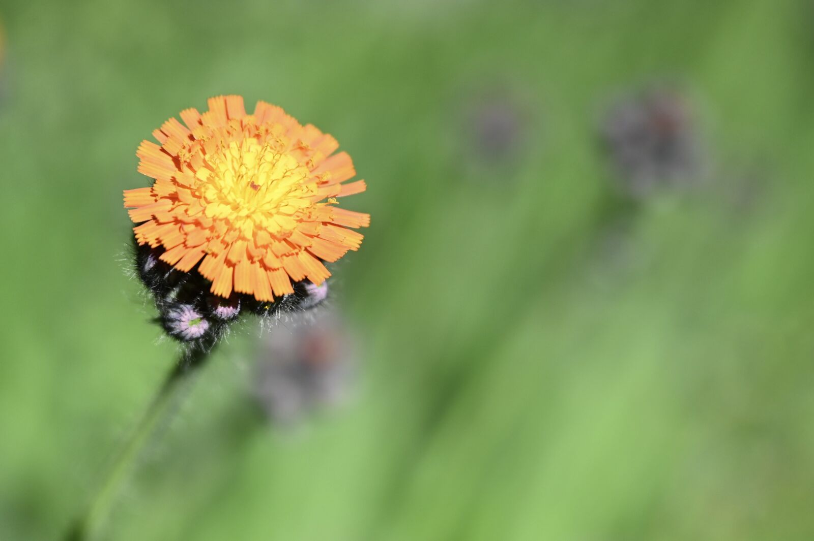 Nikon Nikkor Z 24-70mm F2.8 S sample photo. Hawkweed, wild flower, orange photography