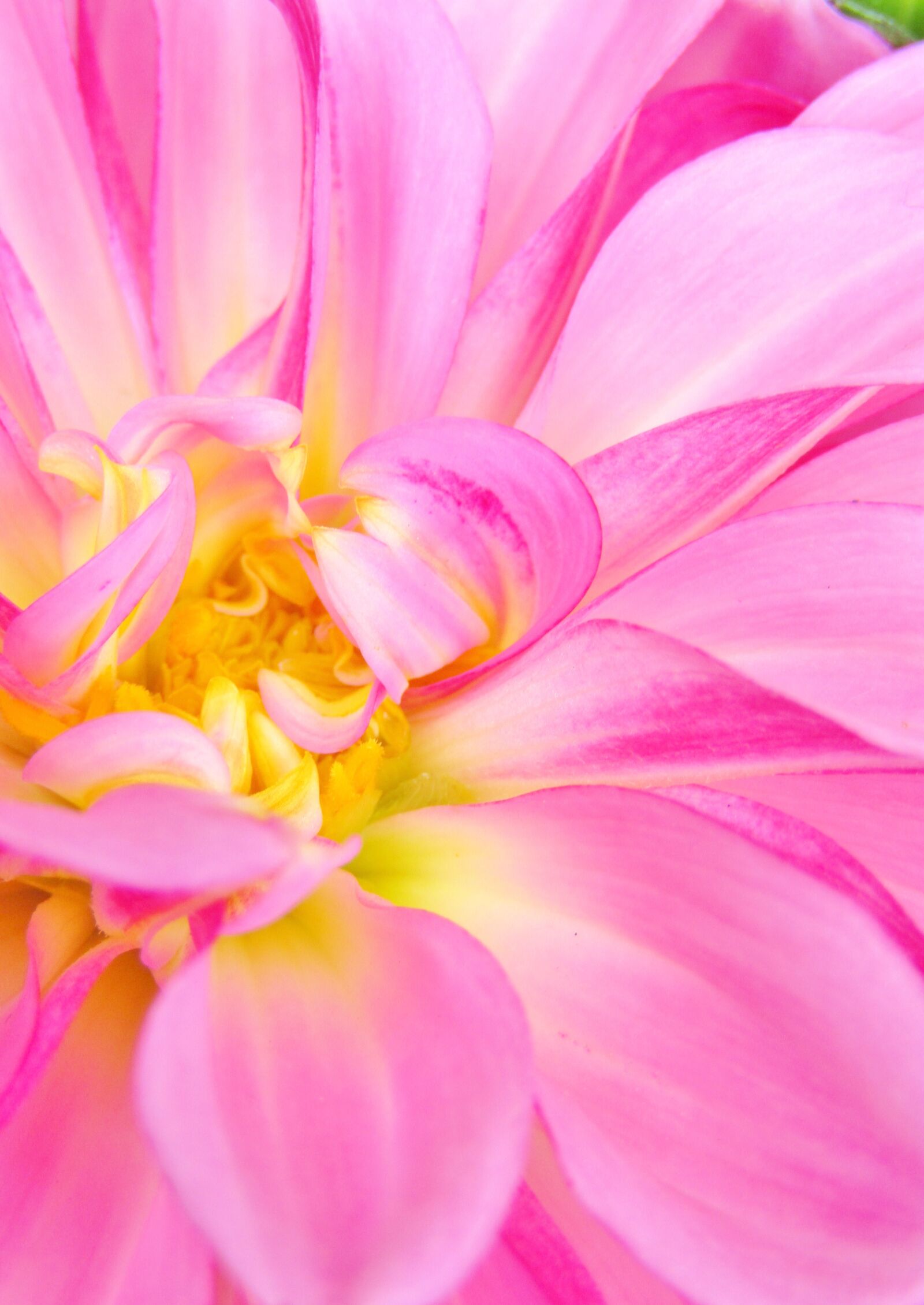 Canon POWERSHOT SX432 IS sample photo. Dahlia, blossom, bloom photography