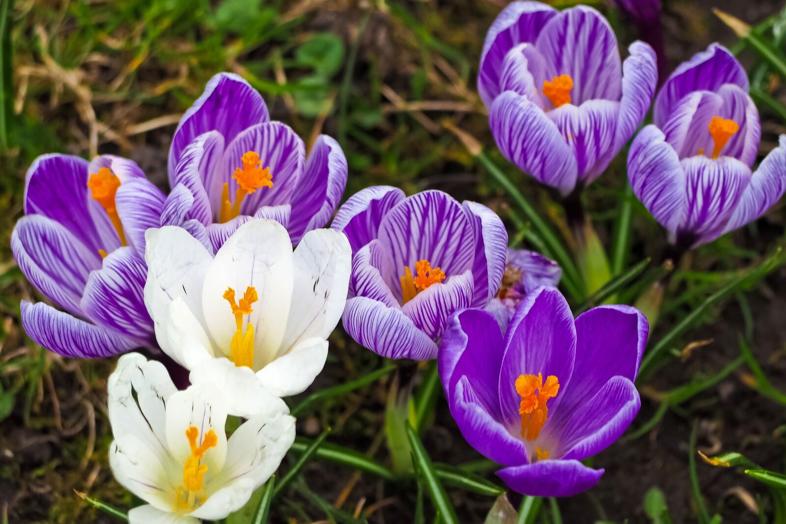 Olympus OM-D E-M10 sample photo. Nature, plant, flower photography
