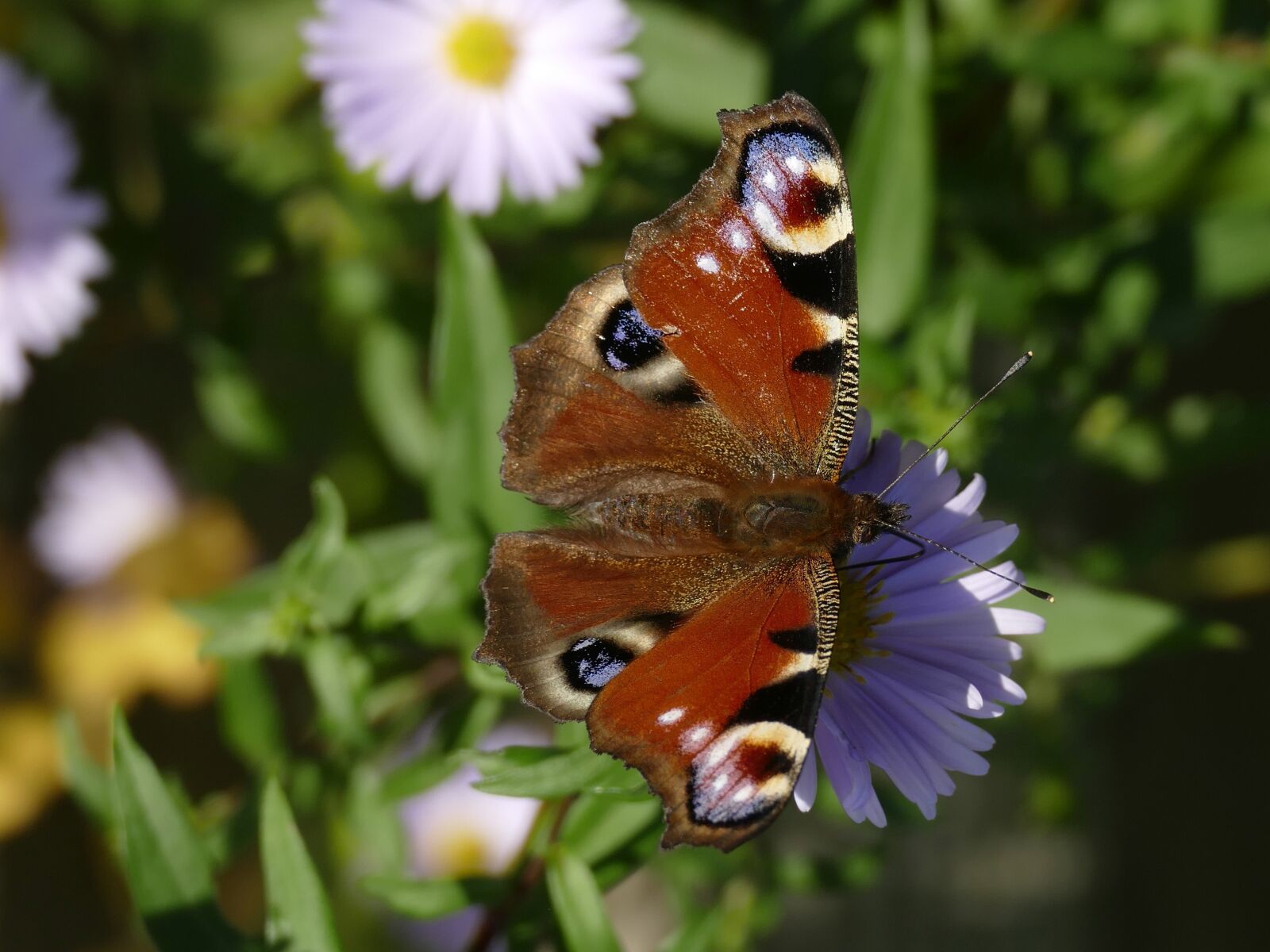 Panasonic Lumix DMC-FZ1000 sample photo. Peacock butterfly, butterfly, insect photography