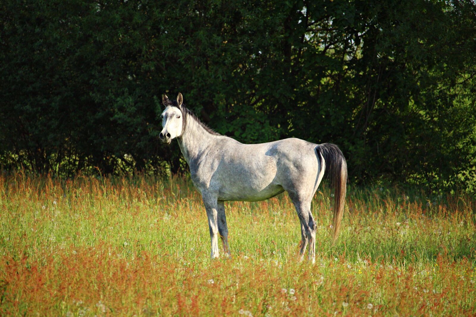 Canon EOS 100D (EOS Rebel SL1 / EOS Kiss X7) sample photo. Mold, horse, thoroughbred arabian photography