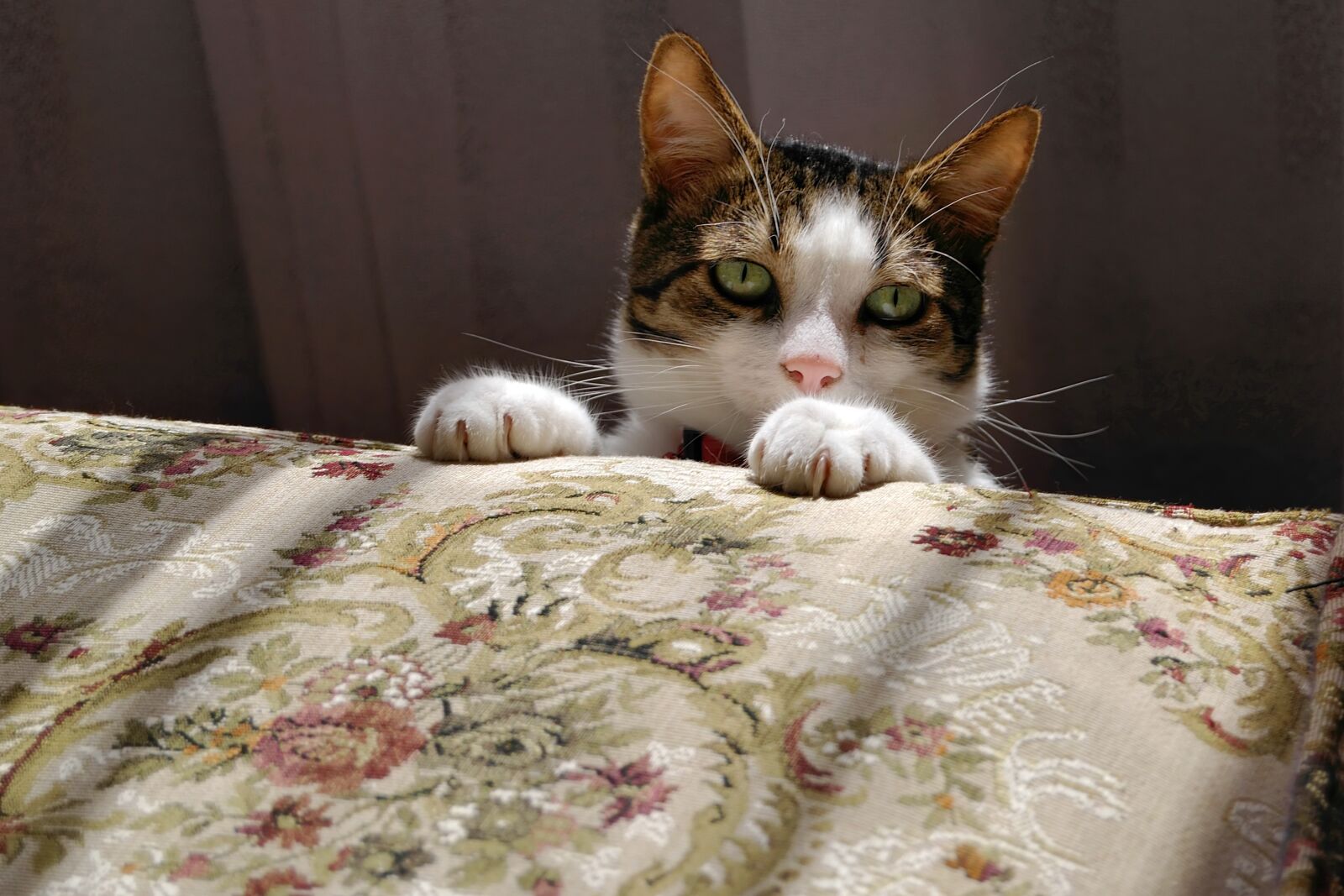Nikon D40X sample photo. Cat, the head of photography