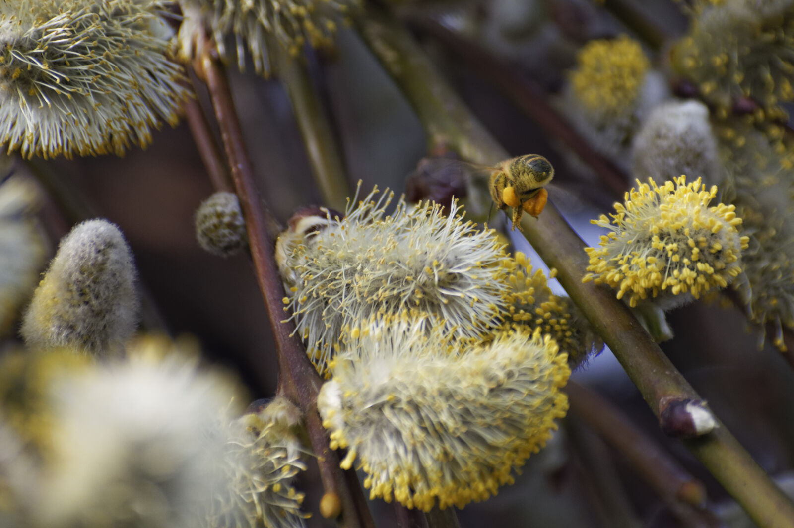 Nikon D3200 sample photo. Bee, catkin, insect, plant photography