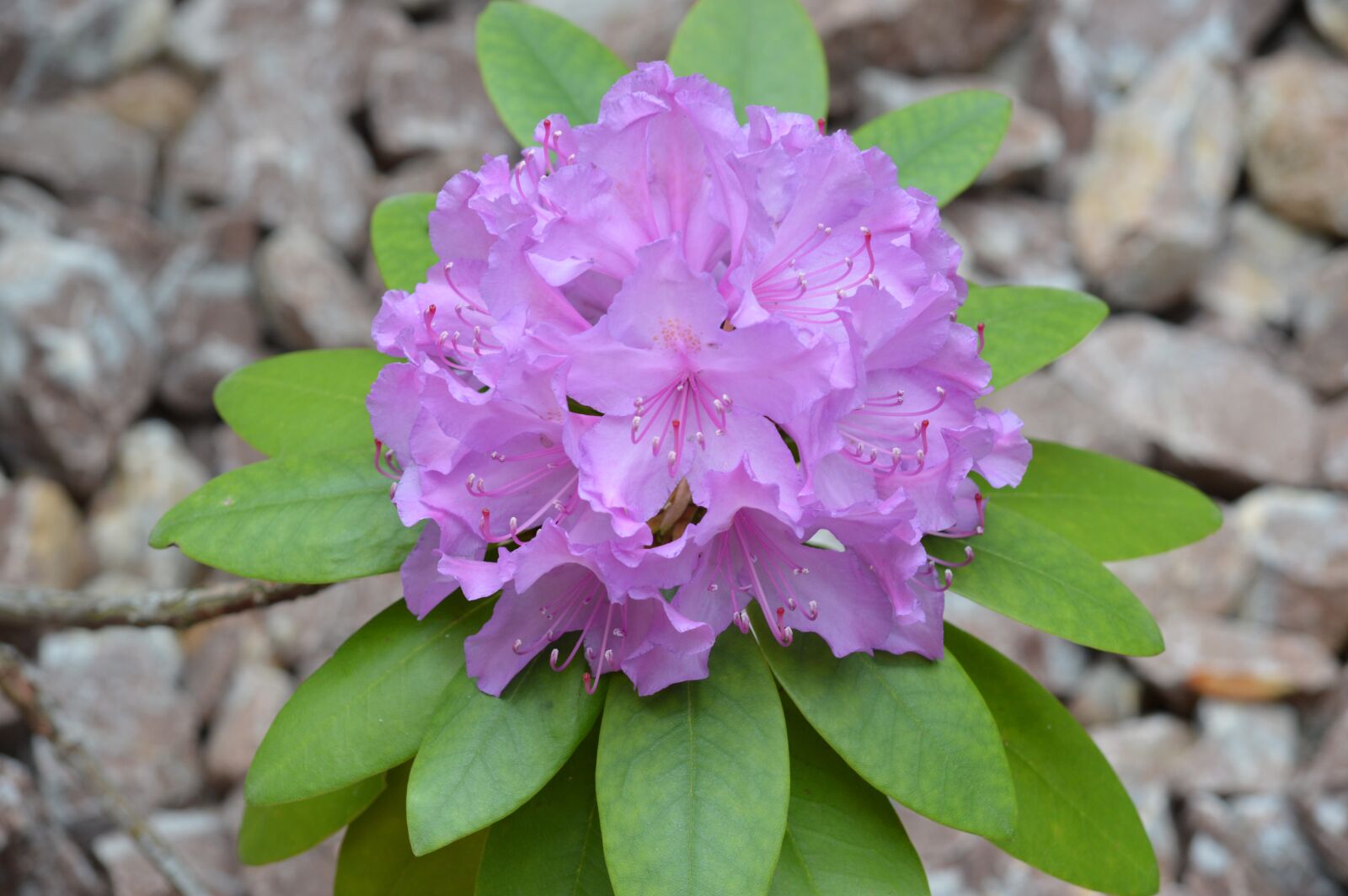 Nikon D3200 sample photo. Plant, blossom, bloom photography