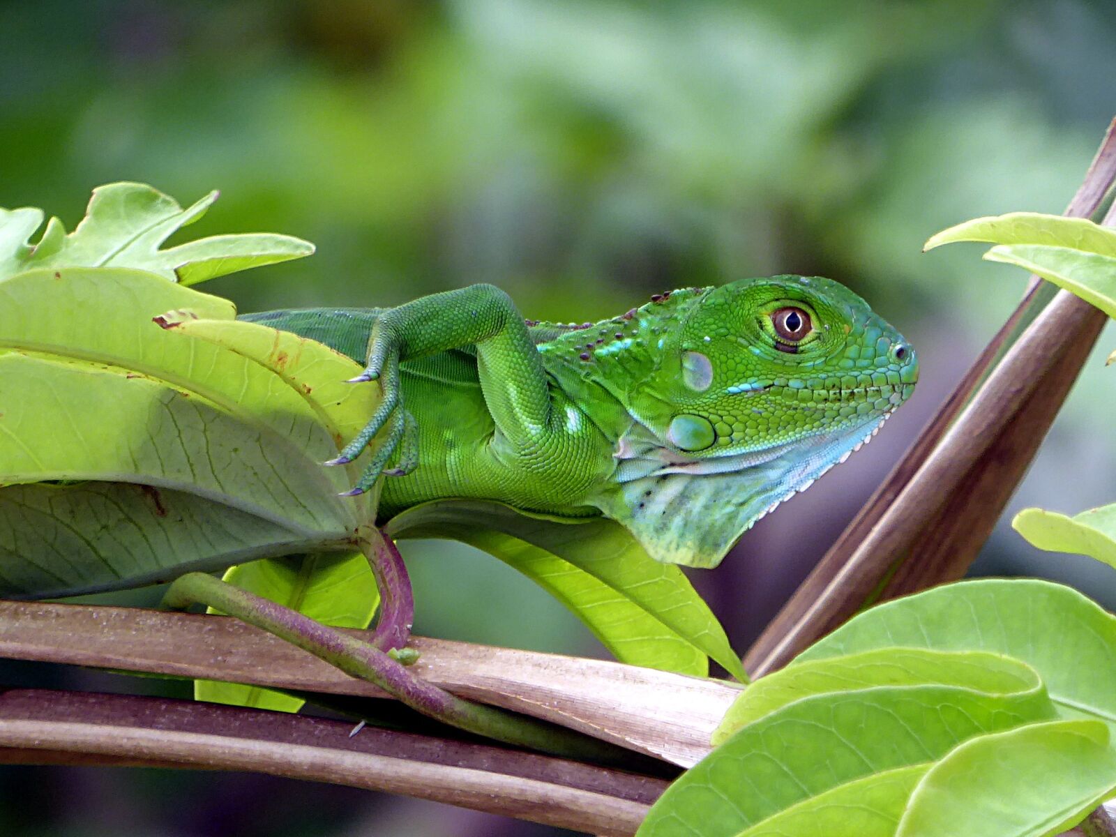 Panasonic Lumix DMC-ZS50 (Lumix DMC-TZ70) sample photo. Lizard, reptile, animal photography