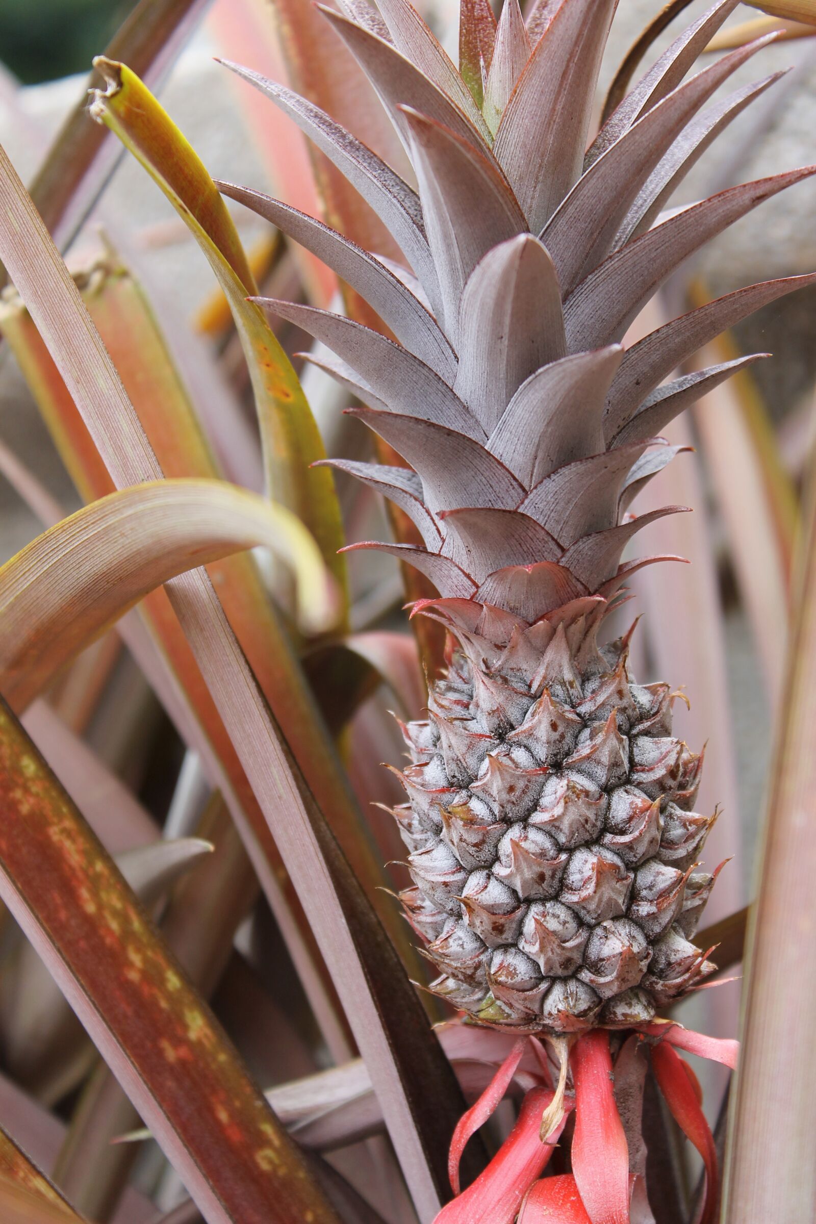 Canon EOS 1100D (EOS Rebel T3 / EOS Kiss X50) sample photo. Pineapple, fruit, tropical photography
