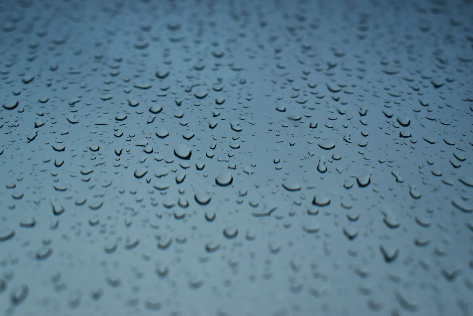 Nikon D5600 sample photo. Rain, raindrops, wet photography