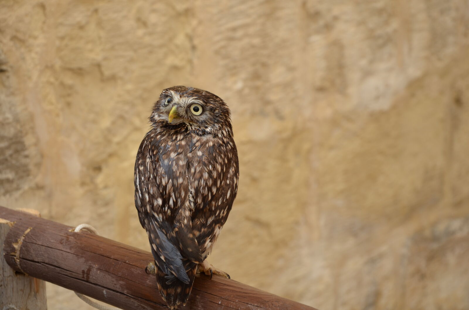 Nikon D5100 sample photo. Malda mdina owl photography