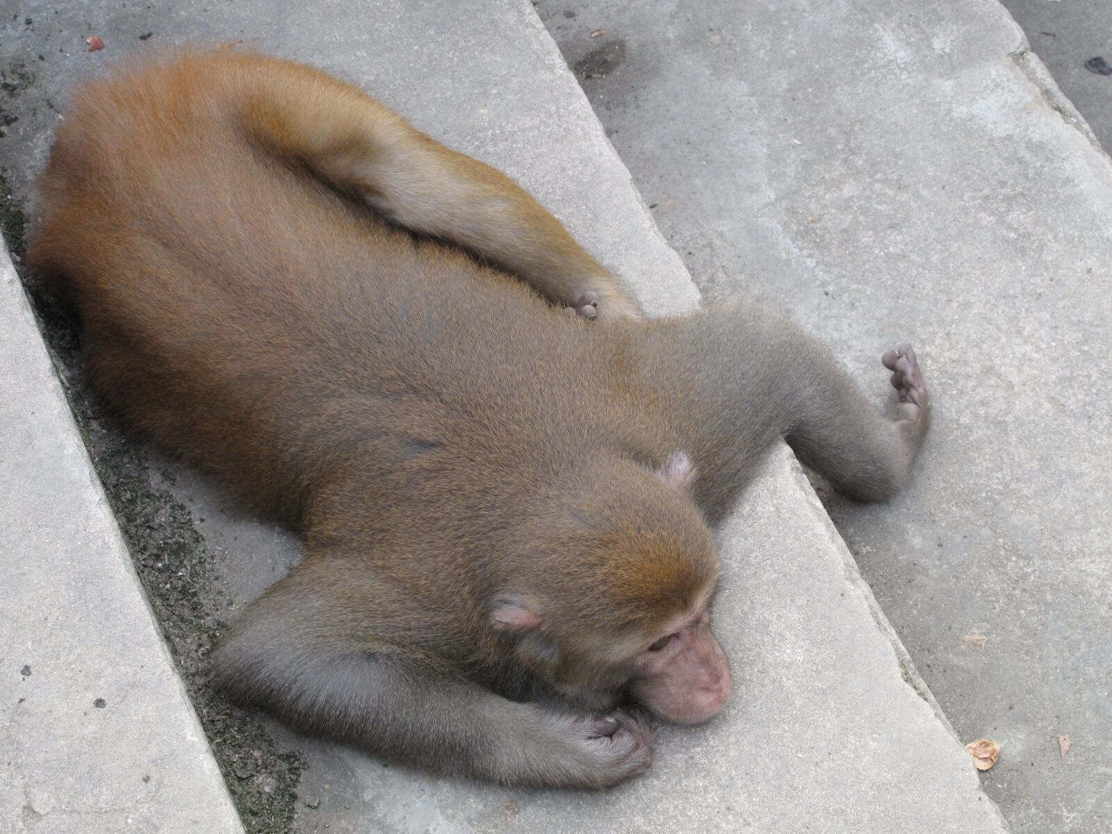 Canon PowerShot G10 sample photo. Monkey, macaque, afraid photography