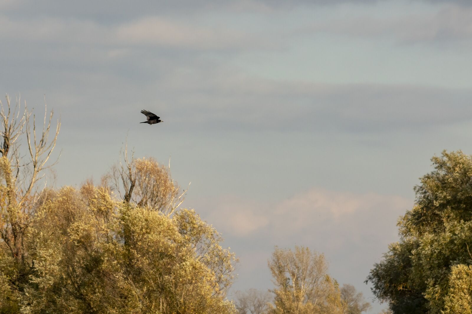 Canon EF75-300mm f/4-5.6 sample photo. Crow, bird, black photography
