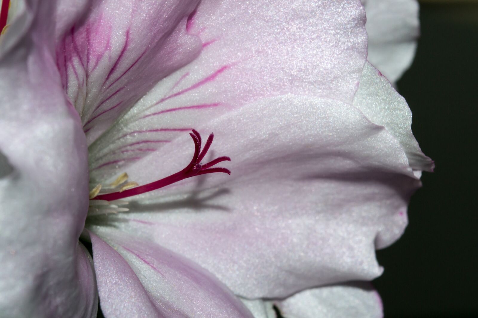 Nikon D3100 sample photo. Blossom, bloom, flower photography