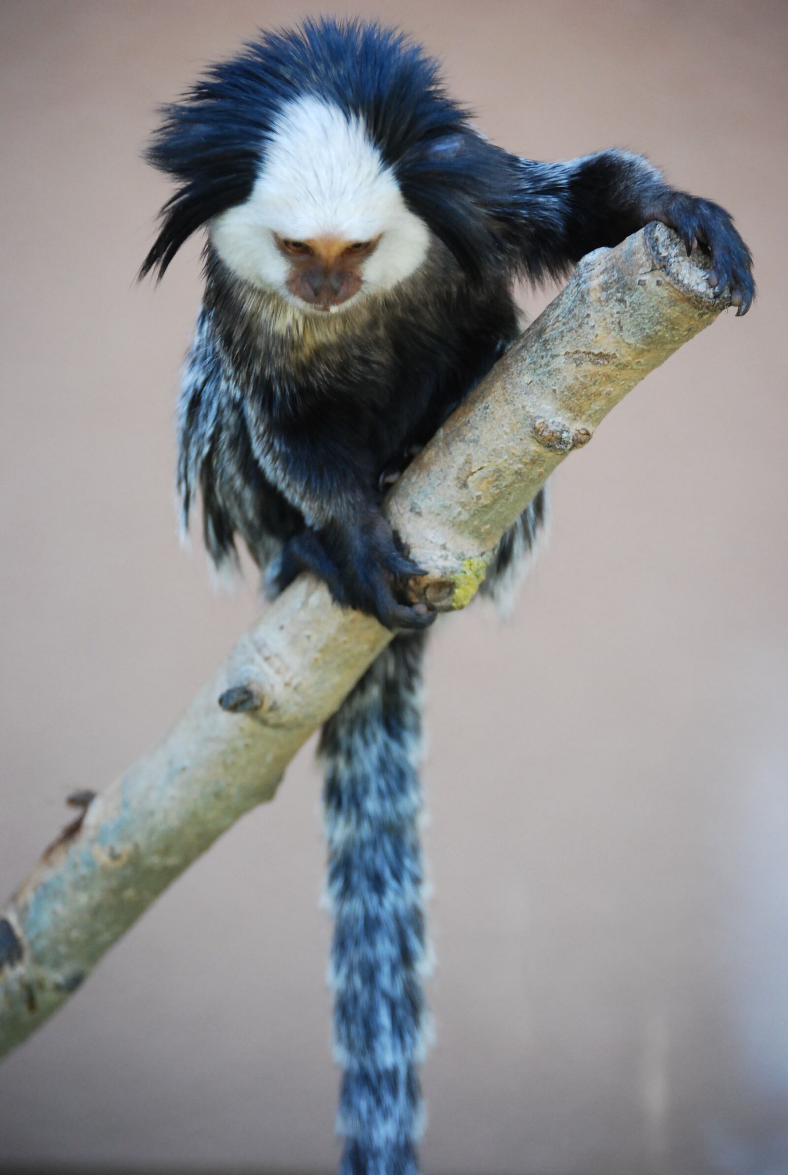 Nikon D60 sample photo. Monkey, blue, white photography