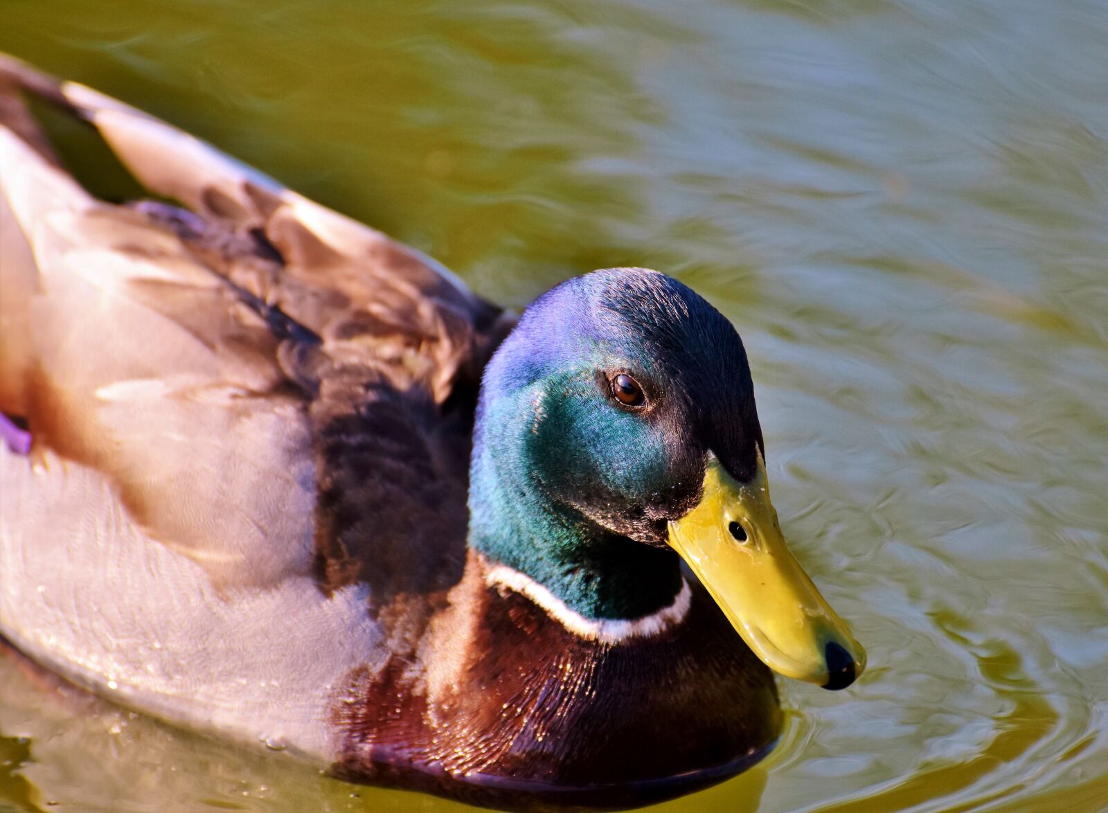 Nikon D7200 sample photo. Duck, drake, bird photography