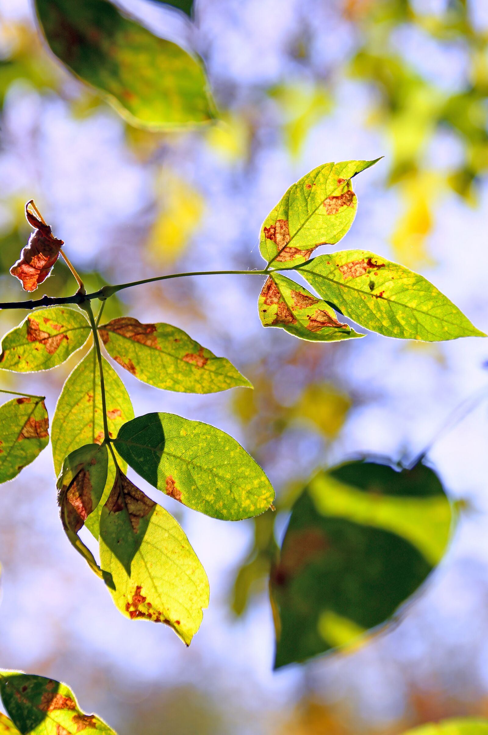Nikon D3200 sample photo. Foliage, sunshine, shadow photography