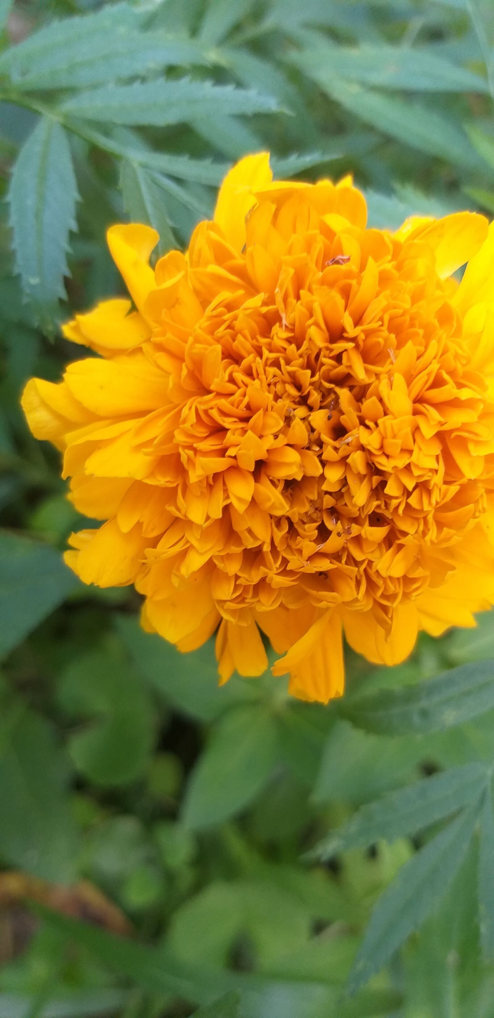 Samsung Galaxy A6+ sample photo. Flower, wild, nature photography