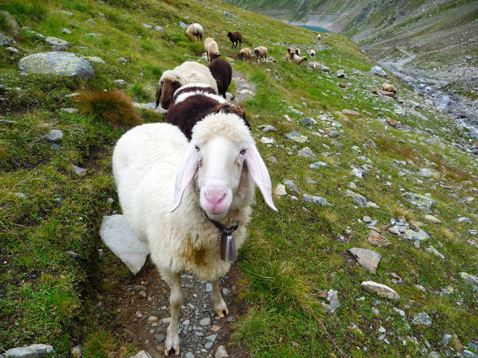 Panasonic Lumix DMC-TZ4 sample photo. Alps, sheep, austria photography